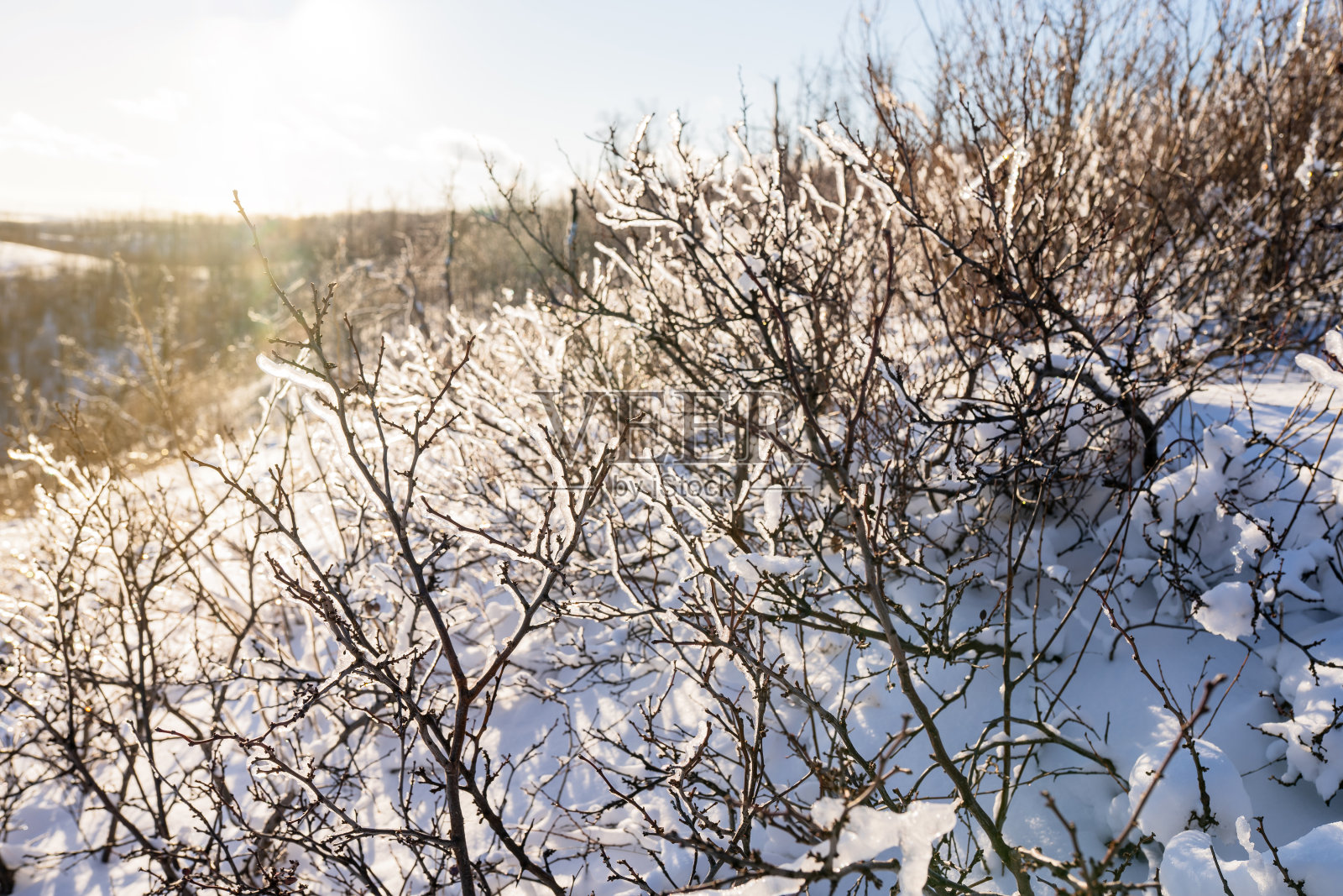 自然的冬季背景，光秃秃的树枝覆盖着冰照片摄影图片