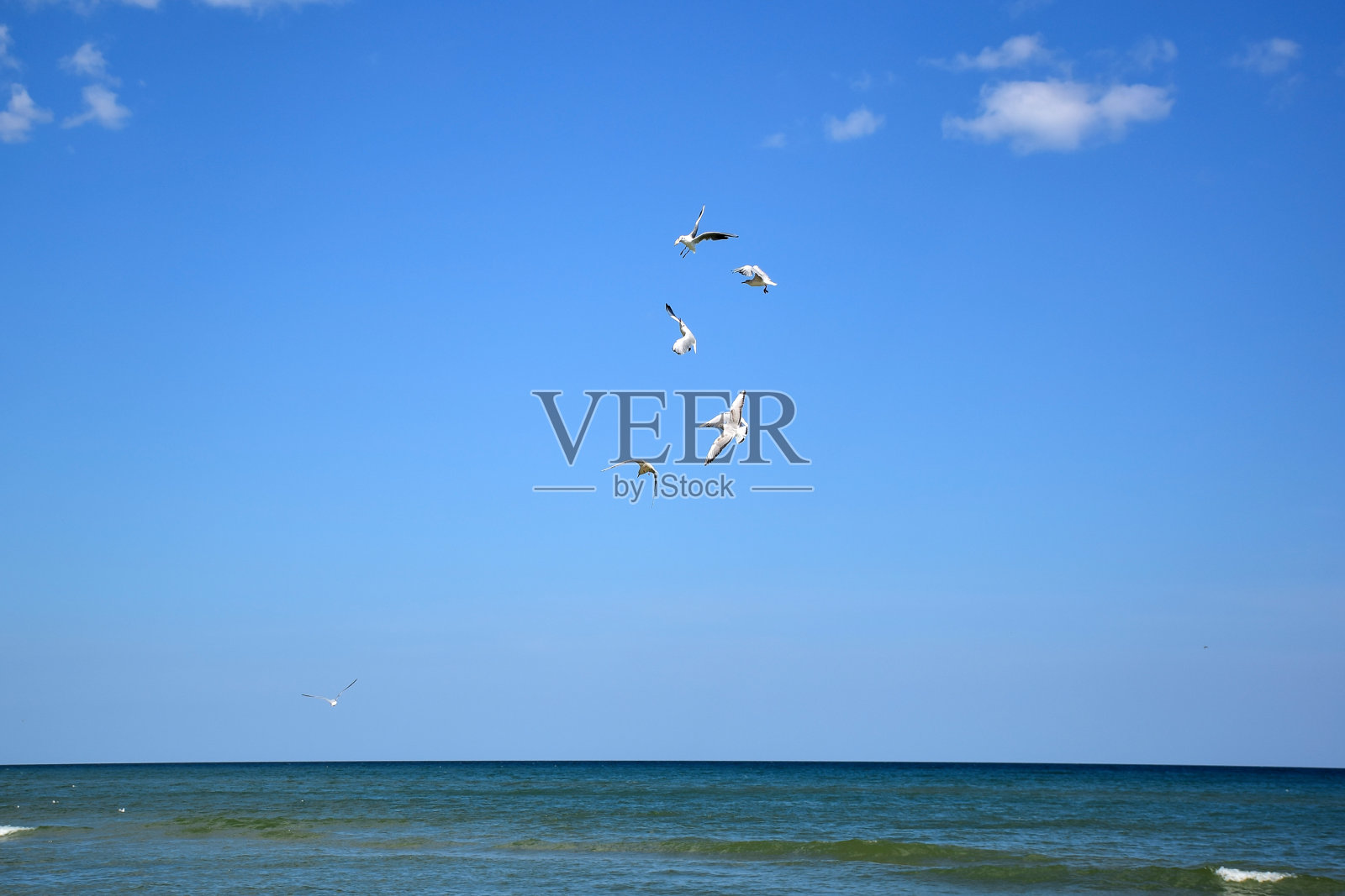 几只海鸥飞过大海，与天空争夺食物照片摄影图片