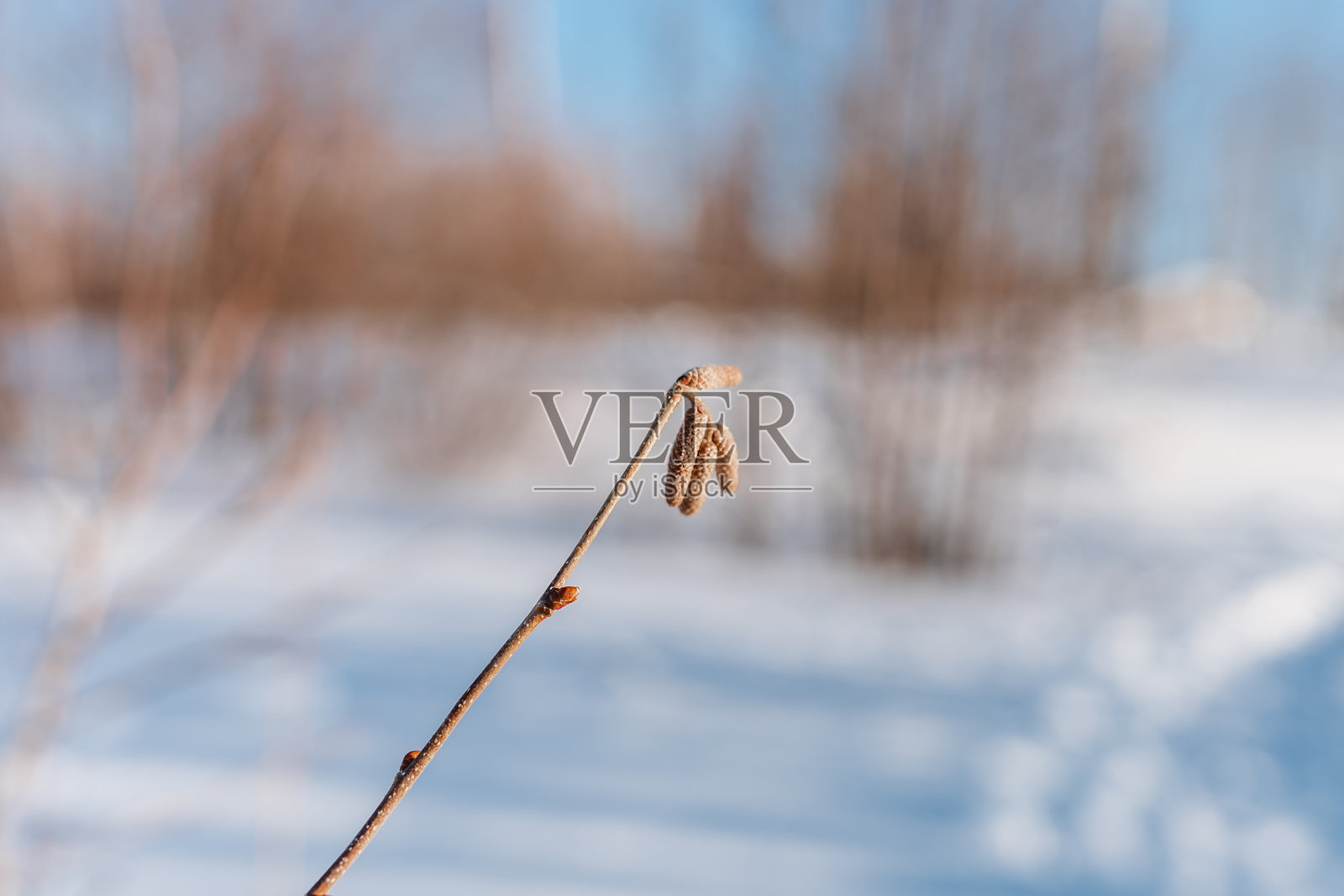 极简主义的自然冬天背景与冰冻的树枝照片摄影图片