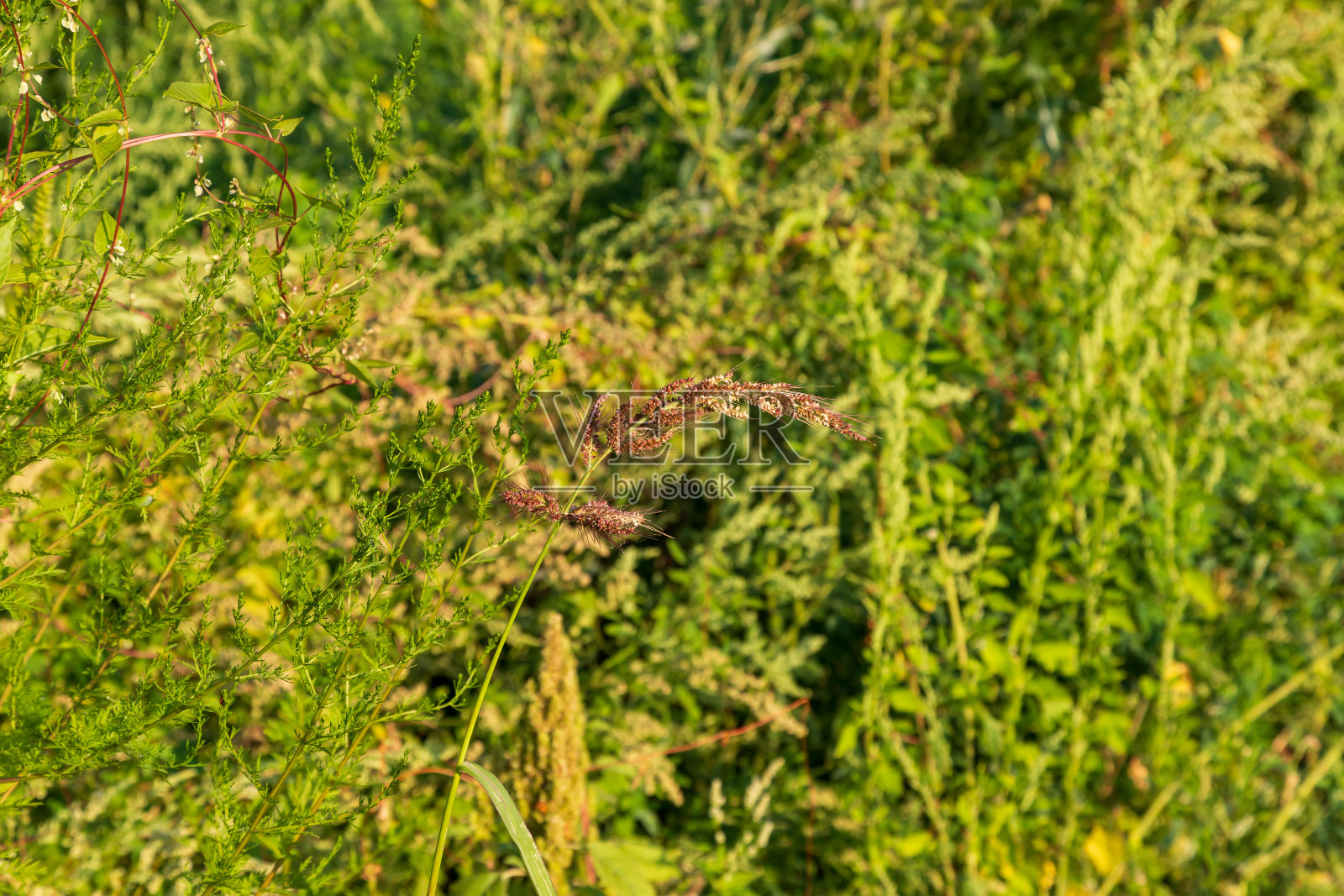 绿色田野上五颜六色的小花。照片摄影图片