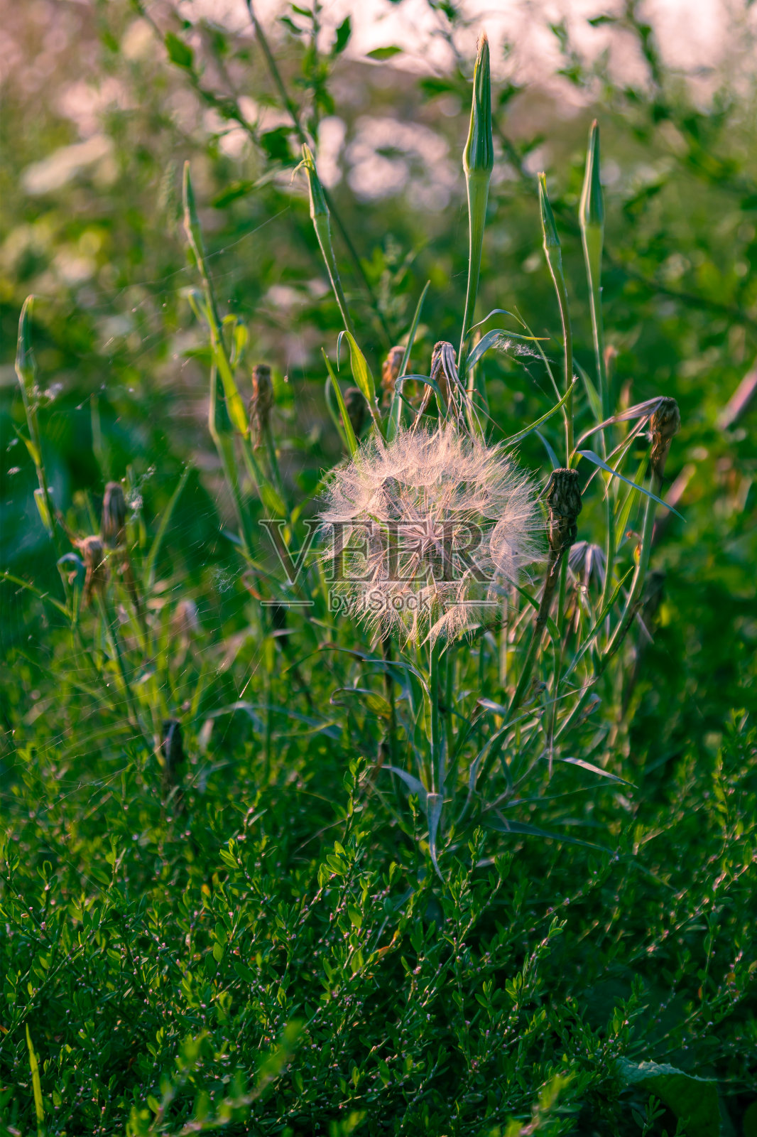 绿色田野上五颜六色的小花。照片摄影图片