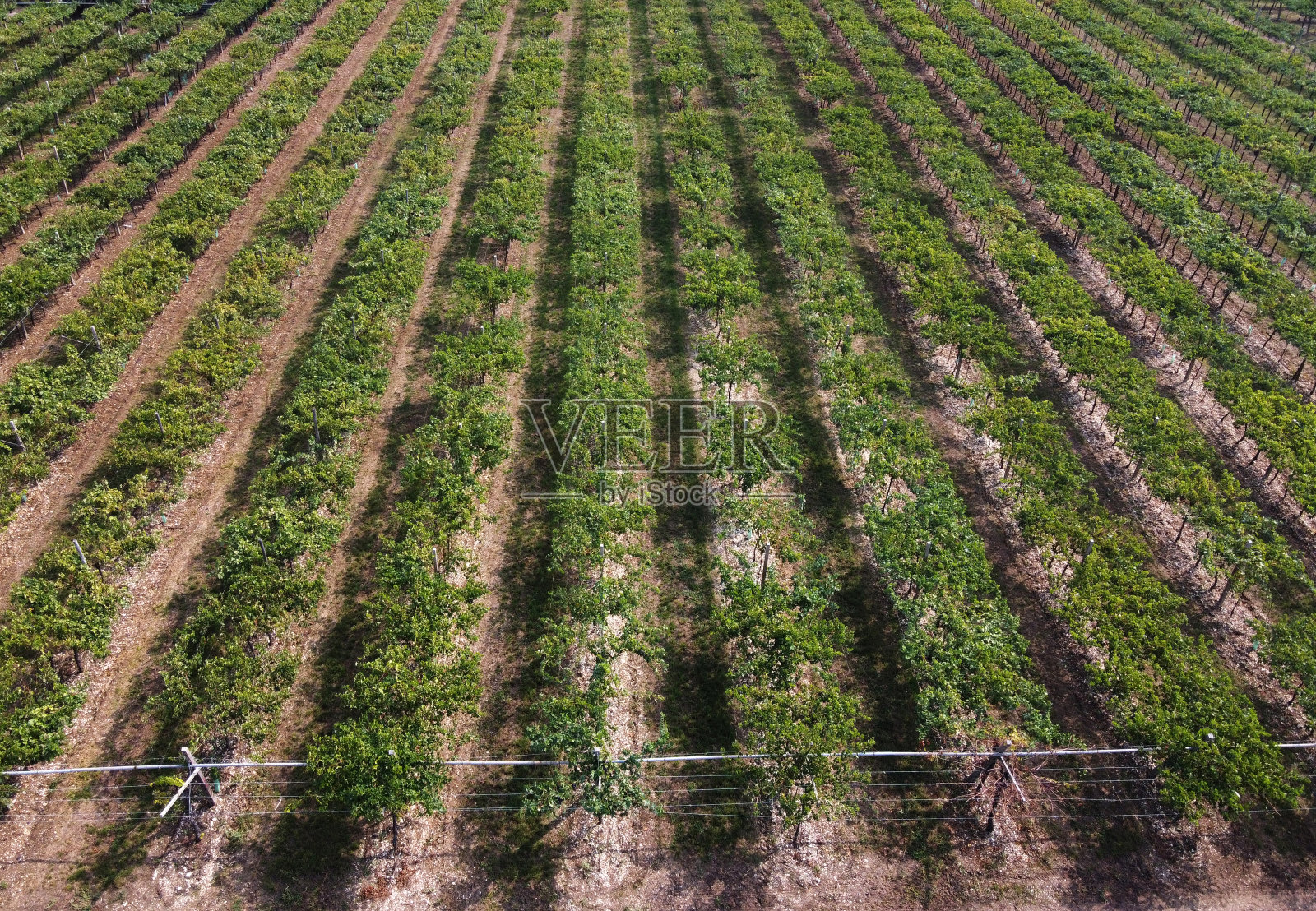 鸟瞰一片绿叶葱茏的葡萄园照片摄影图片