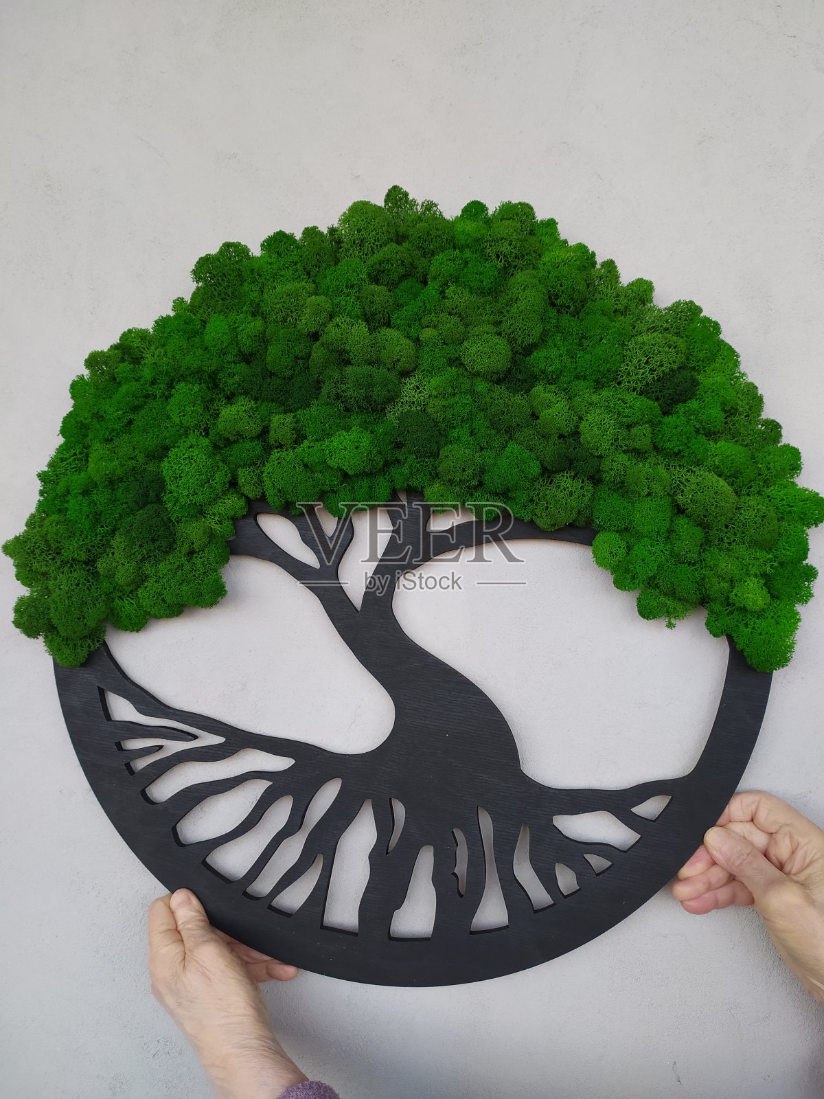 装饰是由稳定的苔藓。生命之树。家居装饰照片摄影图片