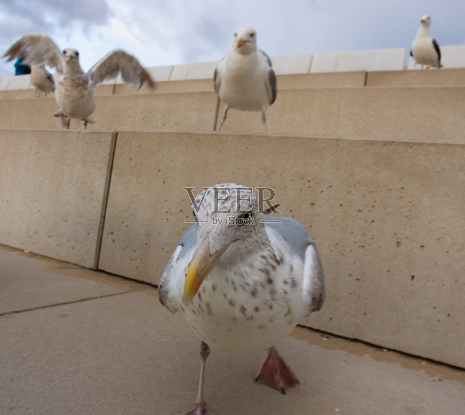 海鸥群的攻击照片摄影图片