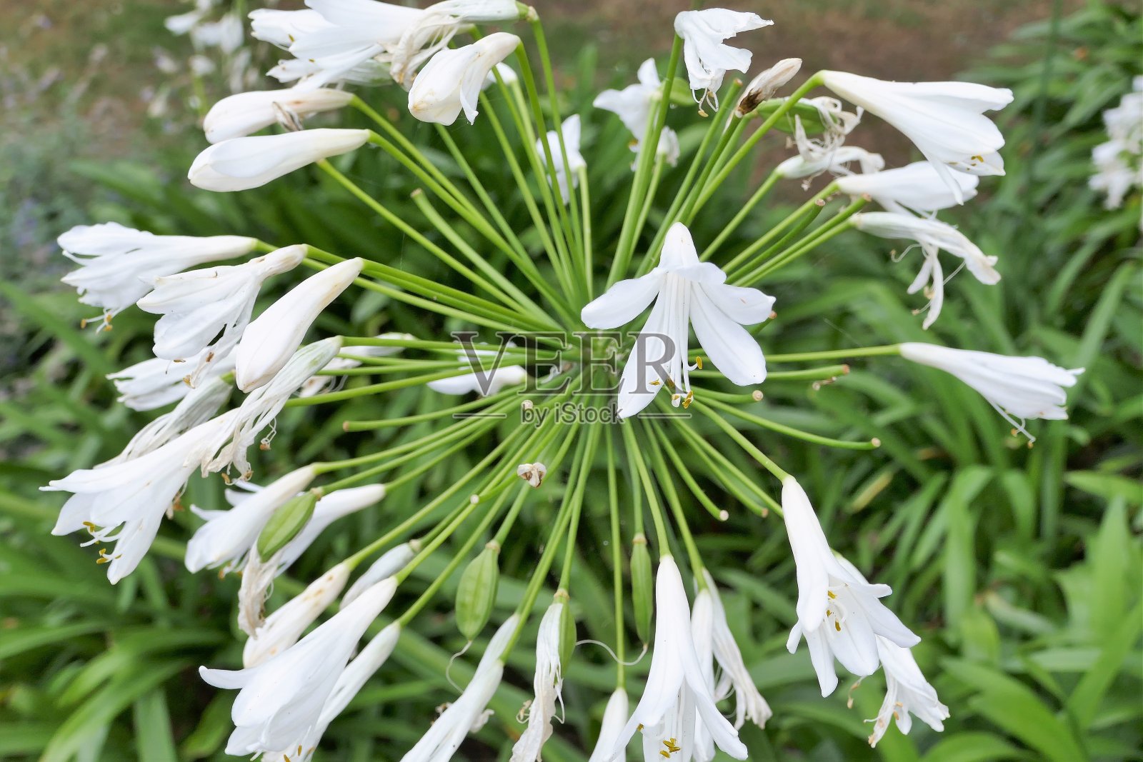 在英国的一个乡村花园里，鲜花盛开照片摄影图片