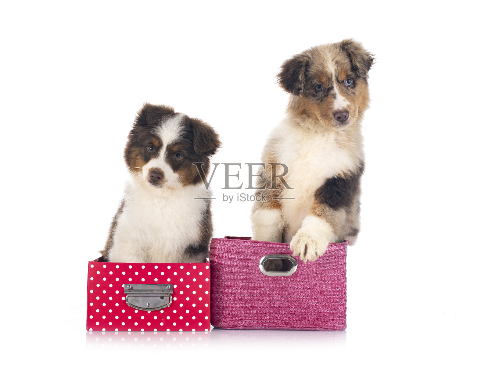 微型美国牧羊犬照片摄影图片