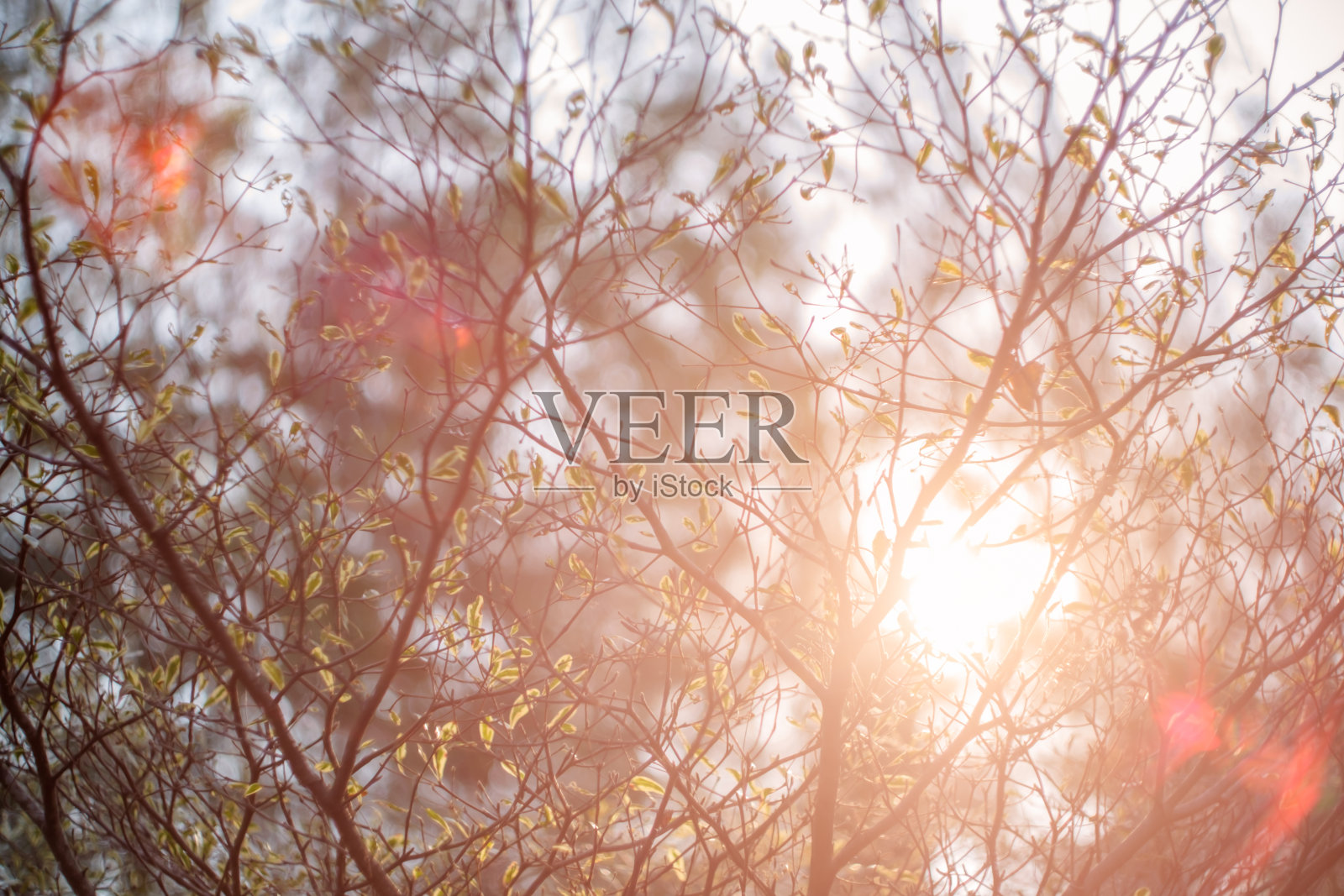 树木和太阳耀斑的模糊图像。照片摄影图片