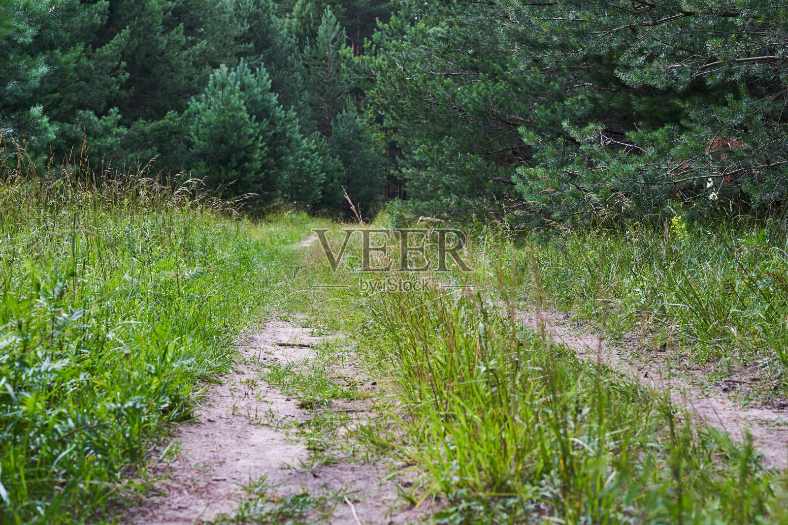 一个阴天，森林中央的老土路照片摄影图片