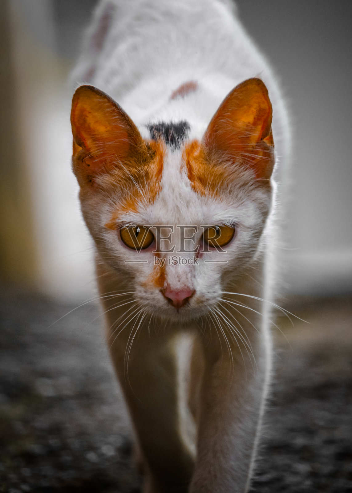 猫的表情照片摄影图片