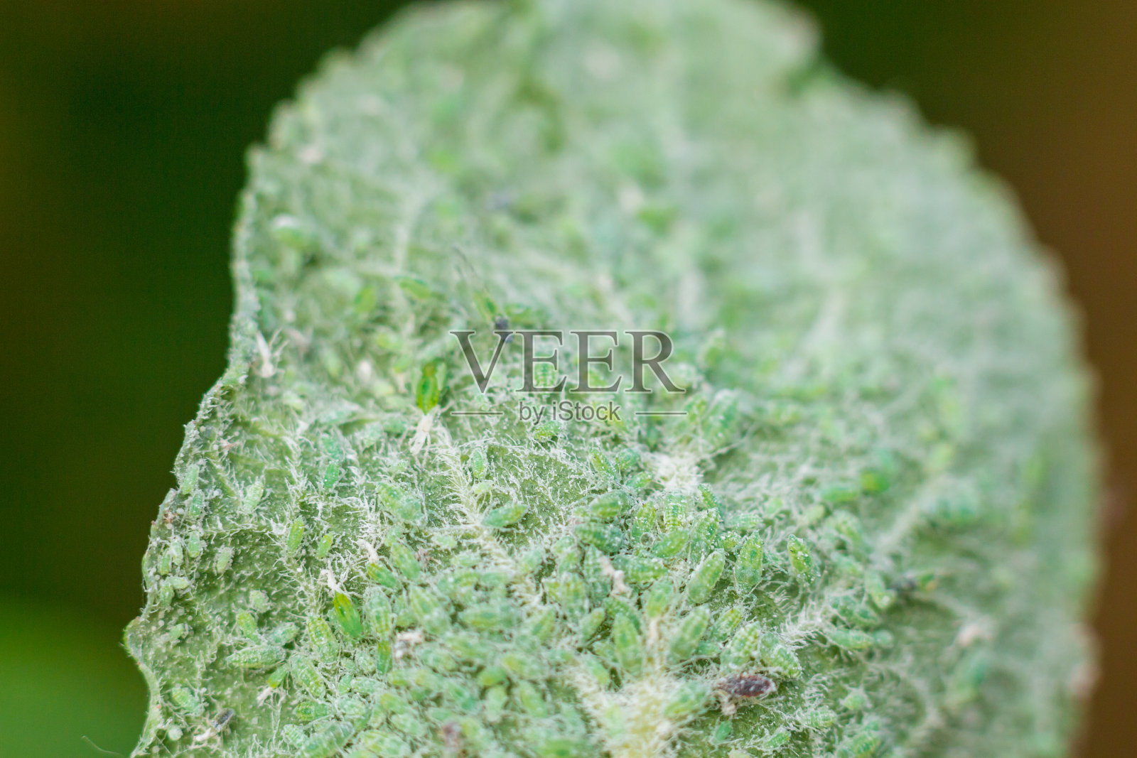 植物的叶子上覆盖着植物害虫——蚜虫照片摄影图片