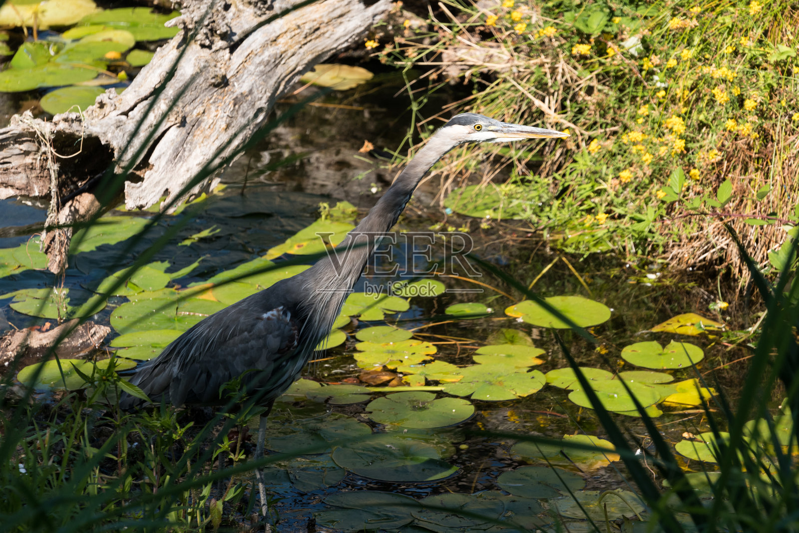 西雅图的野生动物照片摄影图片