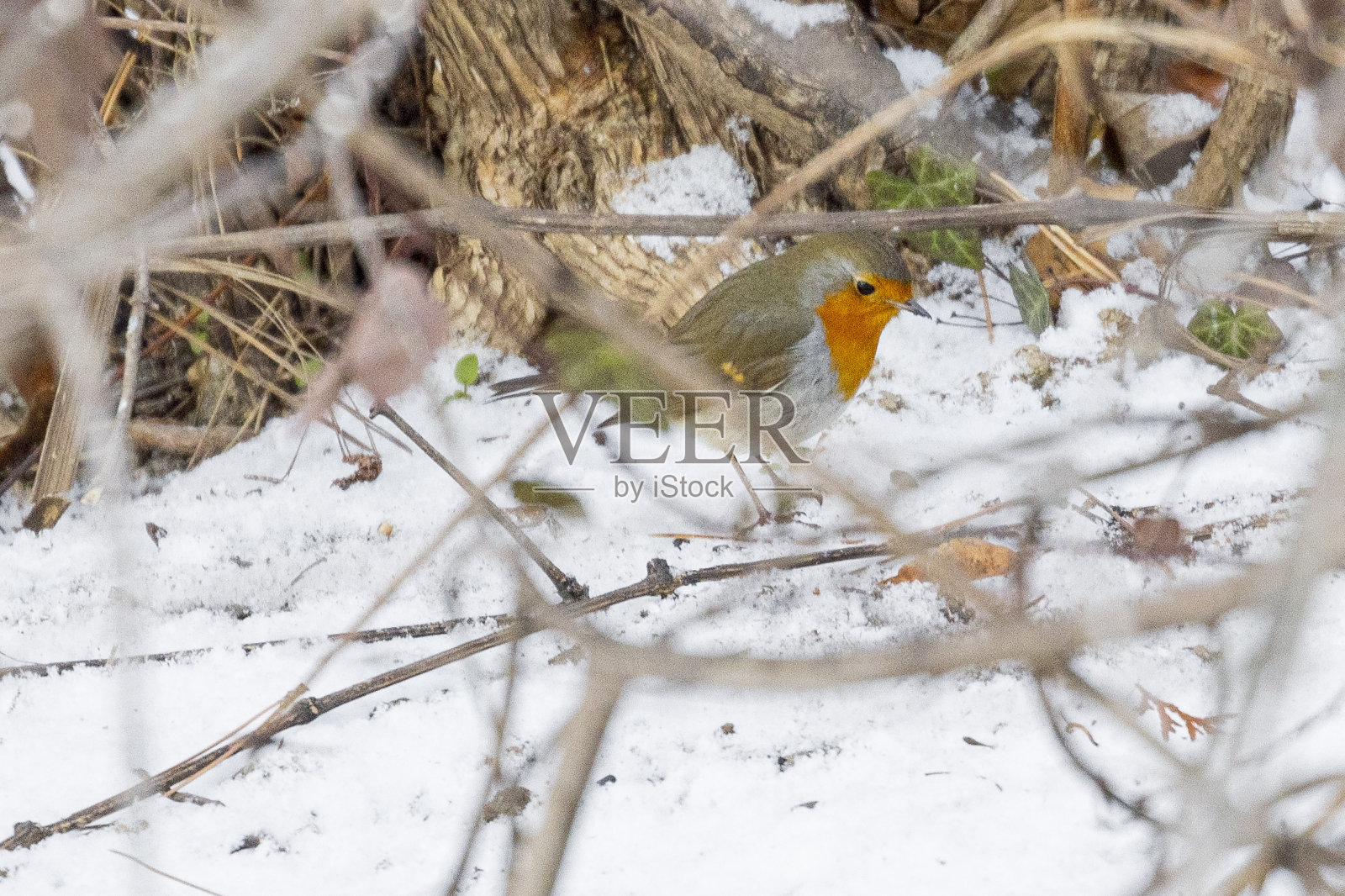 雪中的罗宾照片摄影图片