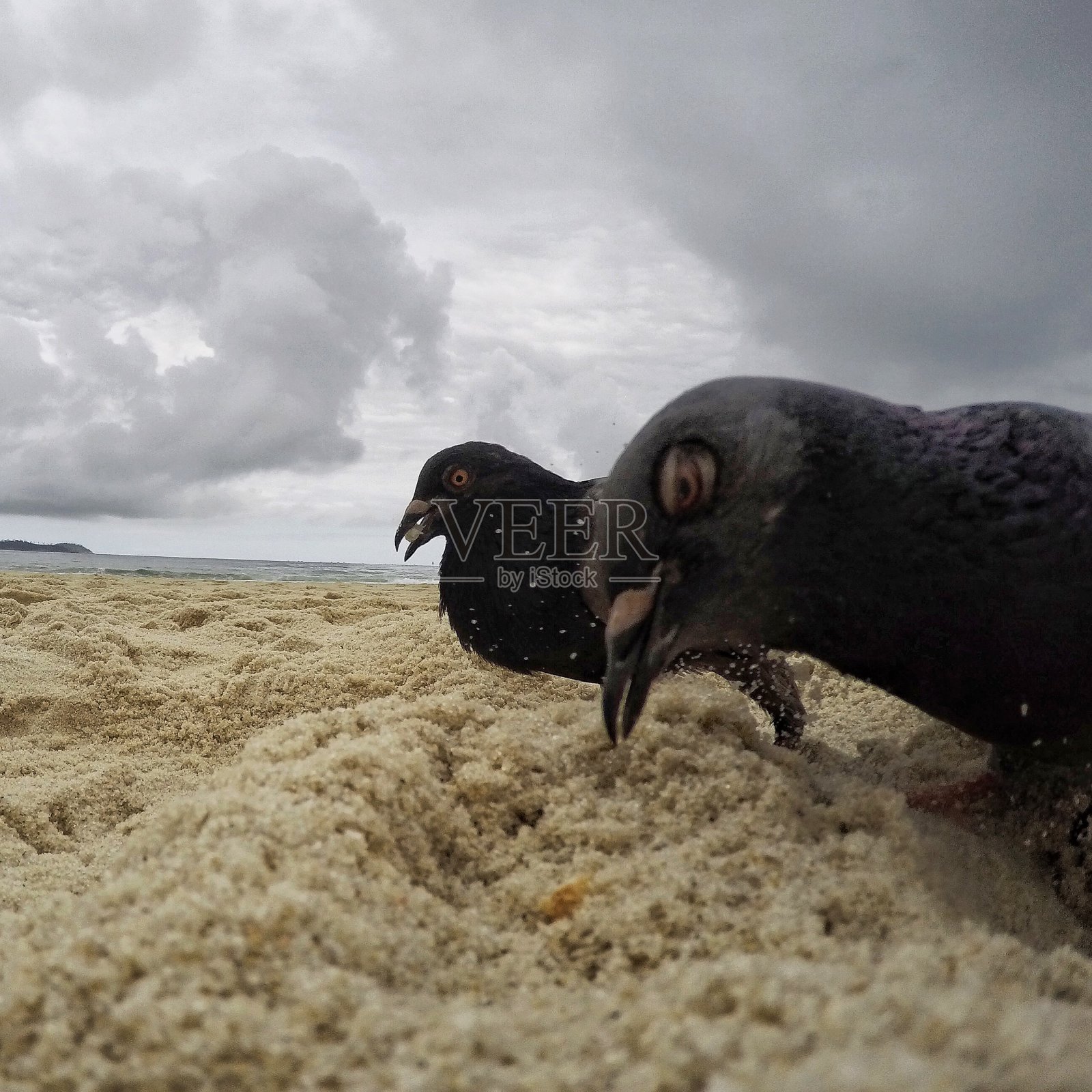 鸽子在海滩上自拍照片摄影图片
