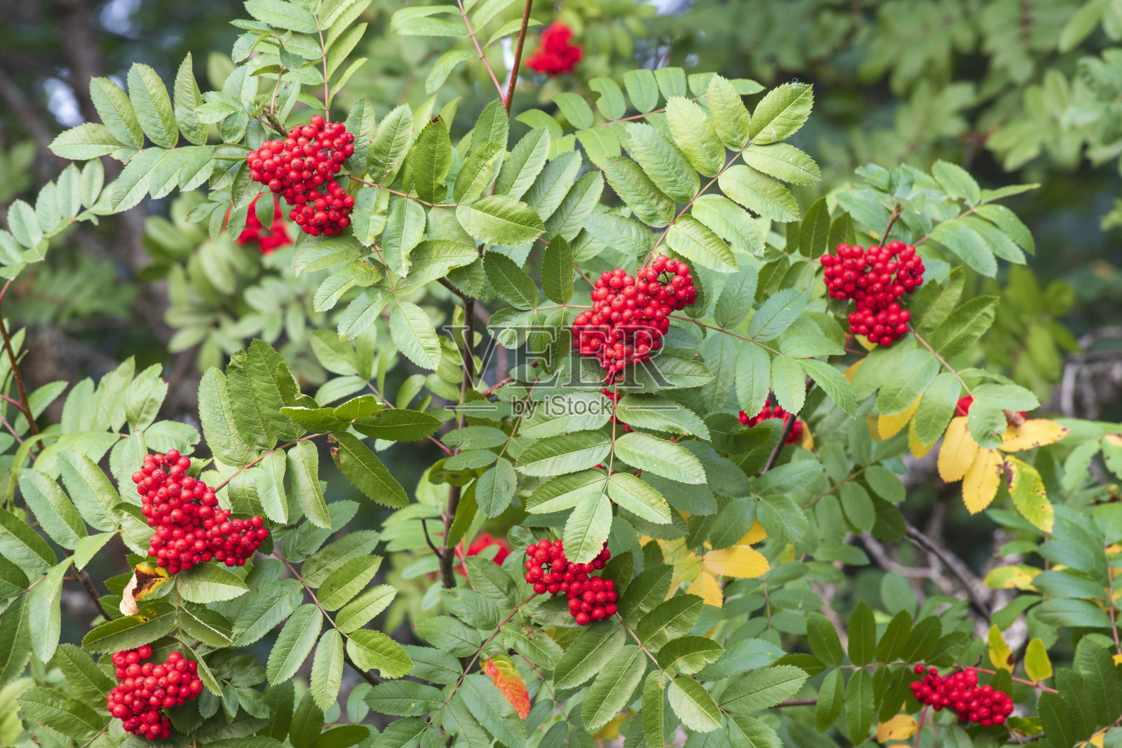 红色浆果照片摄影图片