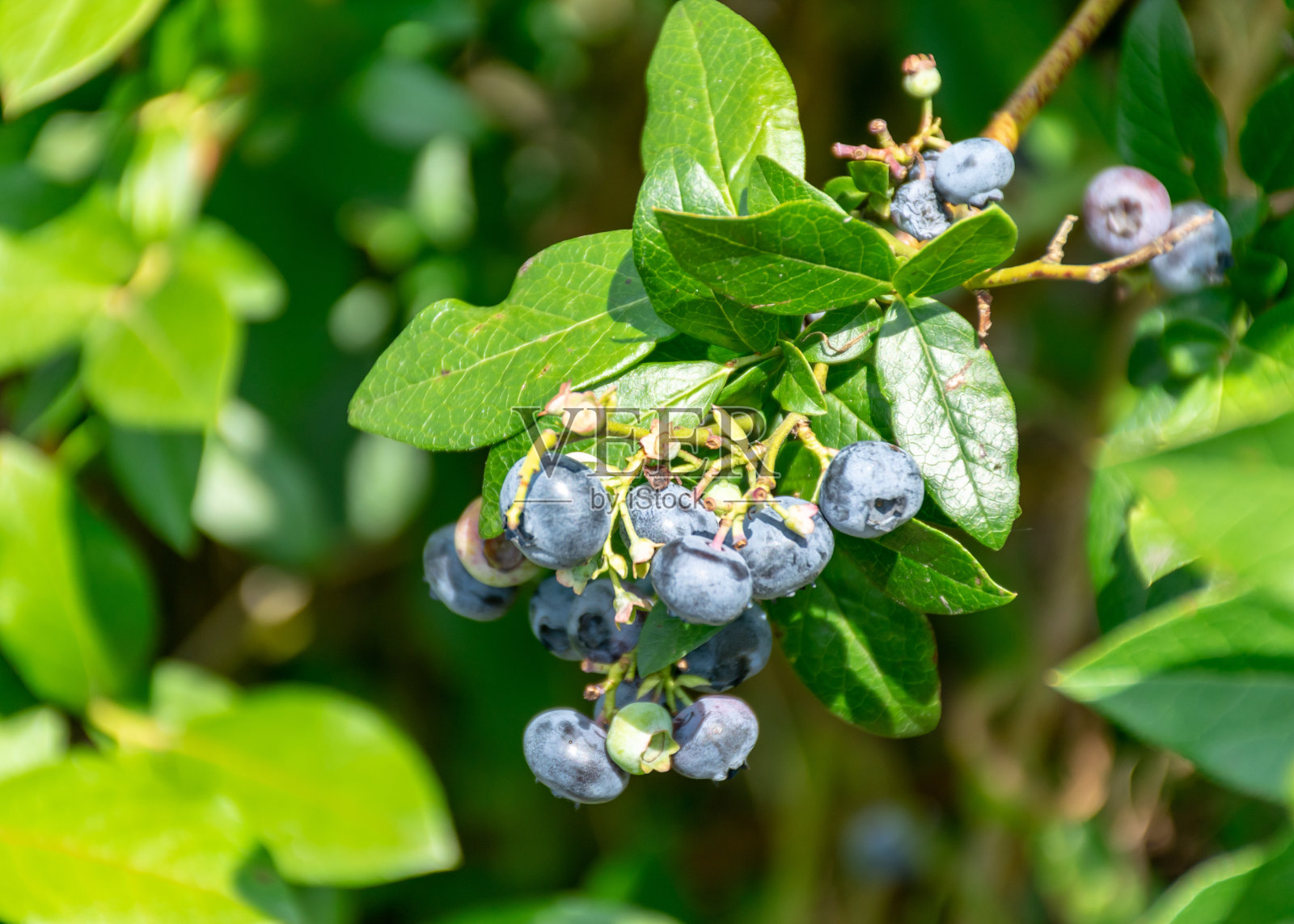 蓝莓和树叶碎片，收获时间，大蓝莓，浆果采摘时间照片摄影图片