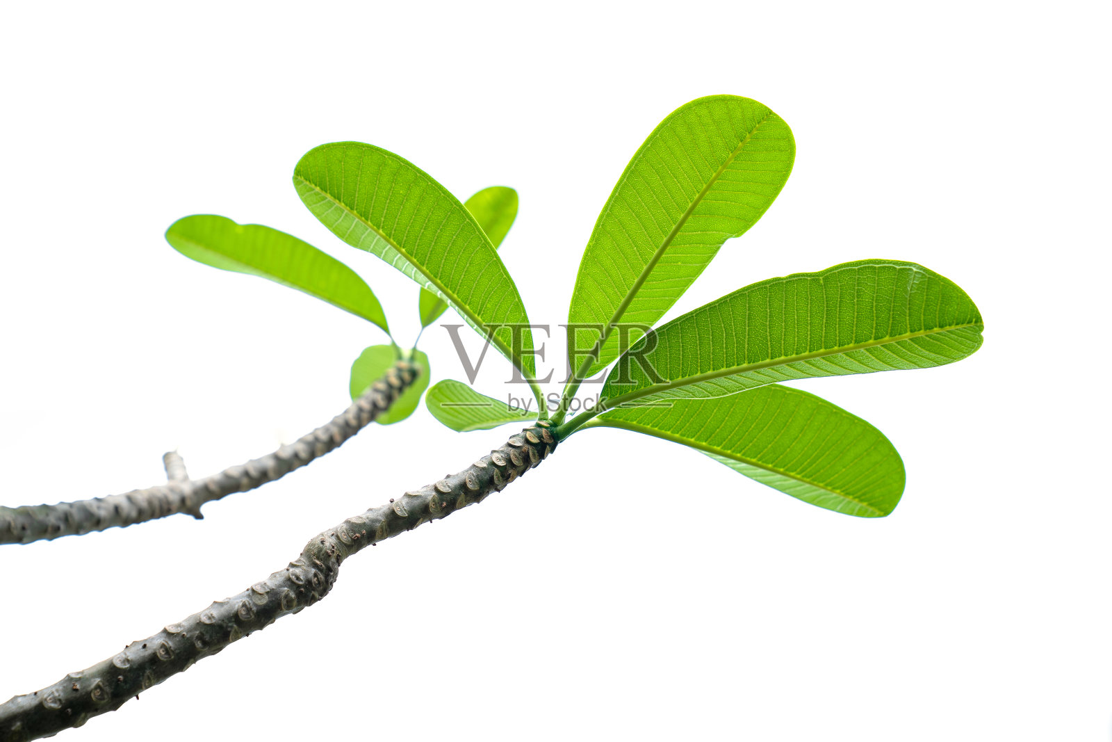 白色背景上的树叶和树枝。照片摄影图片