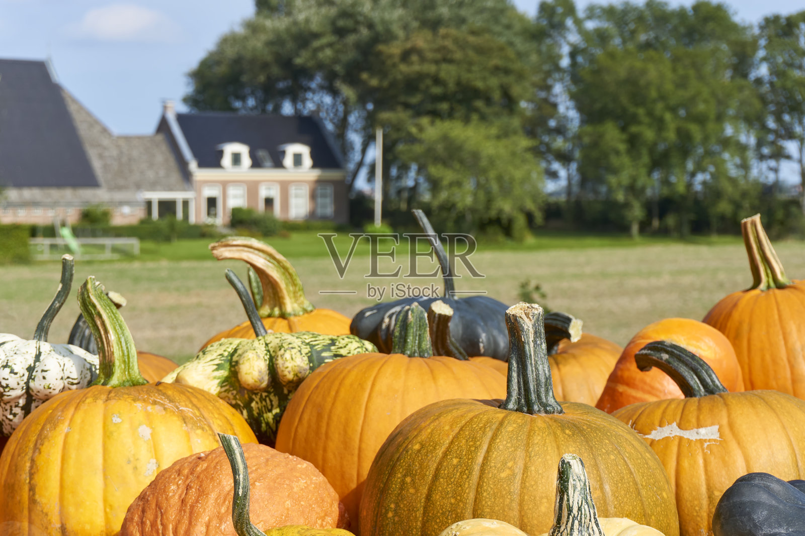 农贸市场上出售的葫芦照片摄影图片