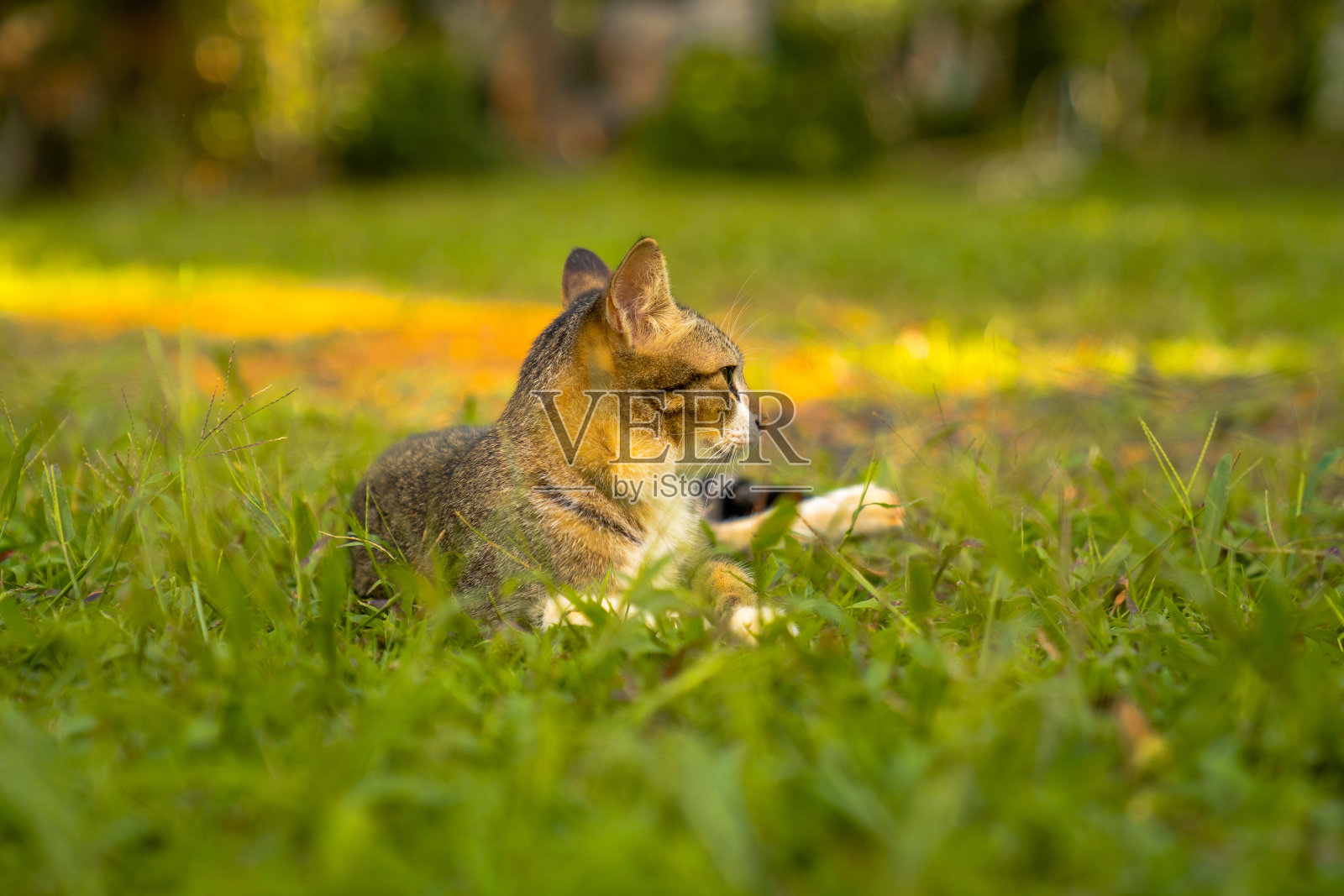 猫躺在绿色的草坪上。照片摄影图片