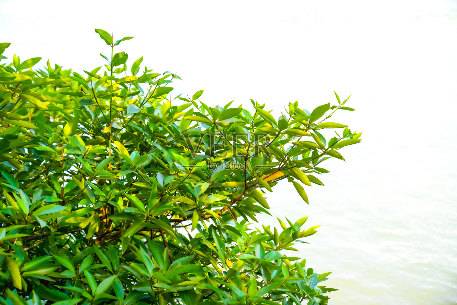 白色背景上的绿色灌木。照片摄影图片