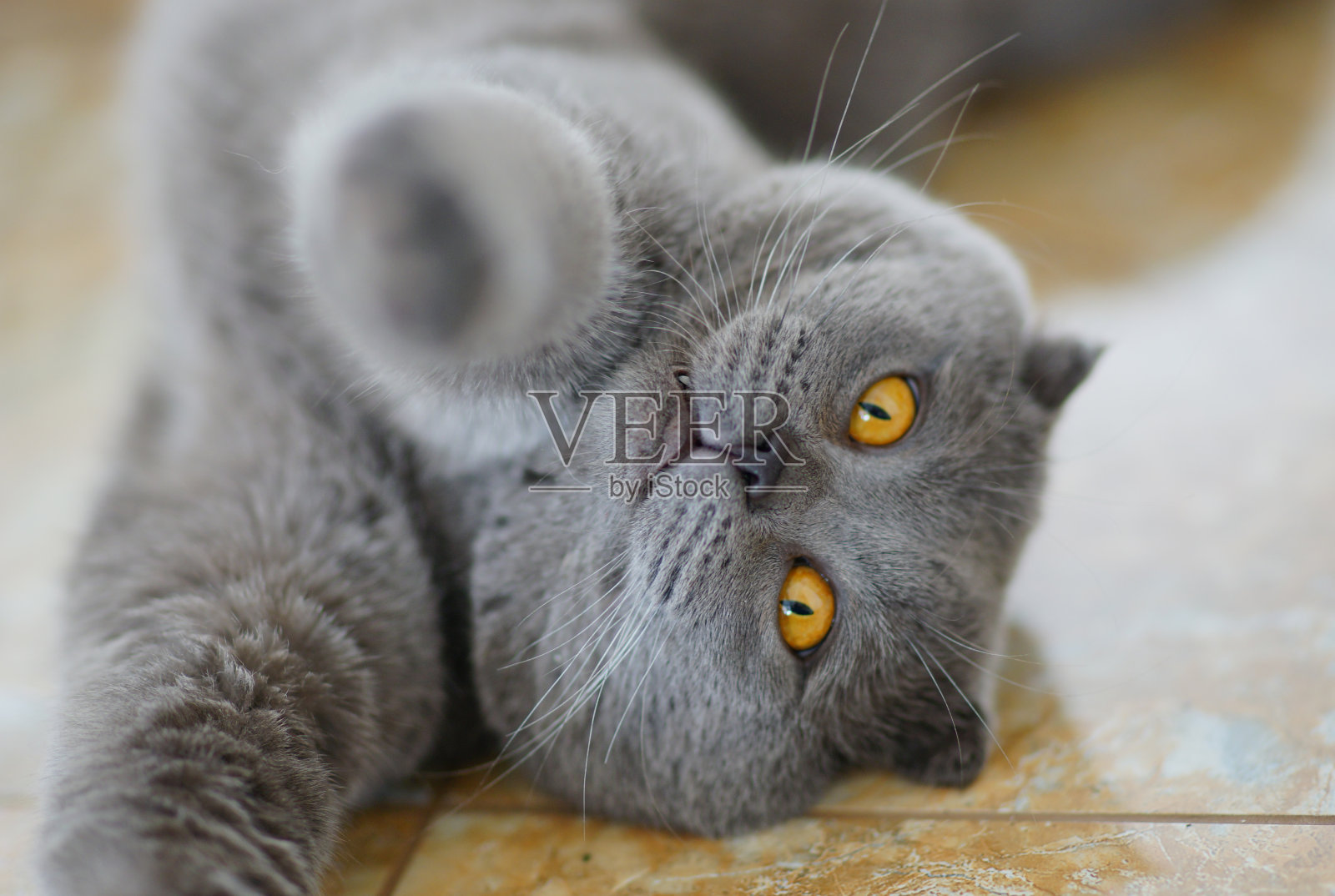 黄色眼睛的灰色猫的肖像。毛茸茸的家畜。可爱的宠物。照片摄影图片