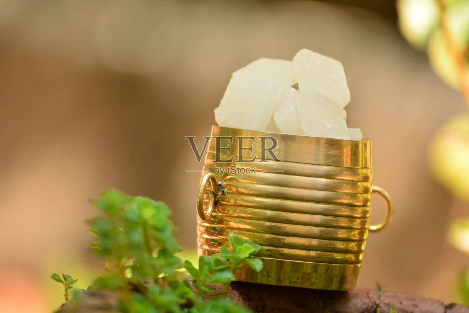 樟脑喀拉拉邦照片摄影图片