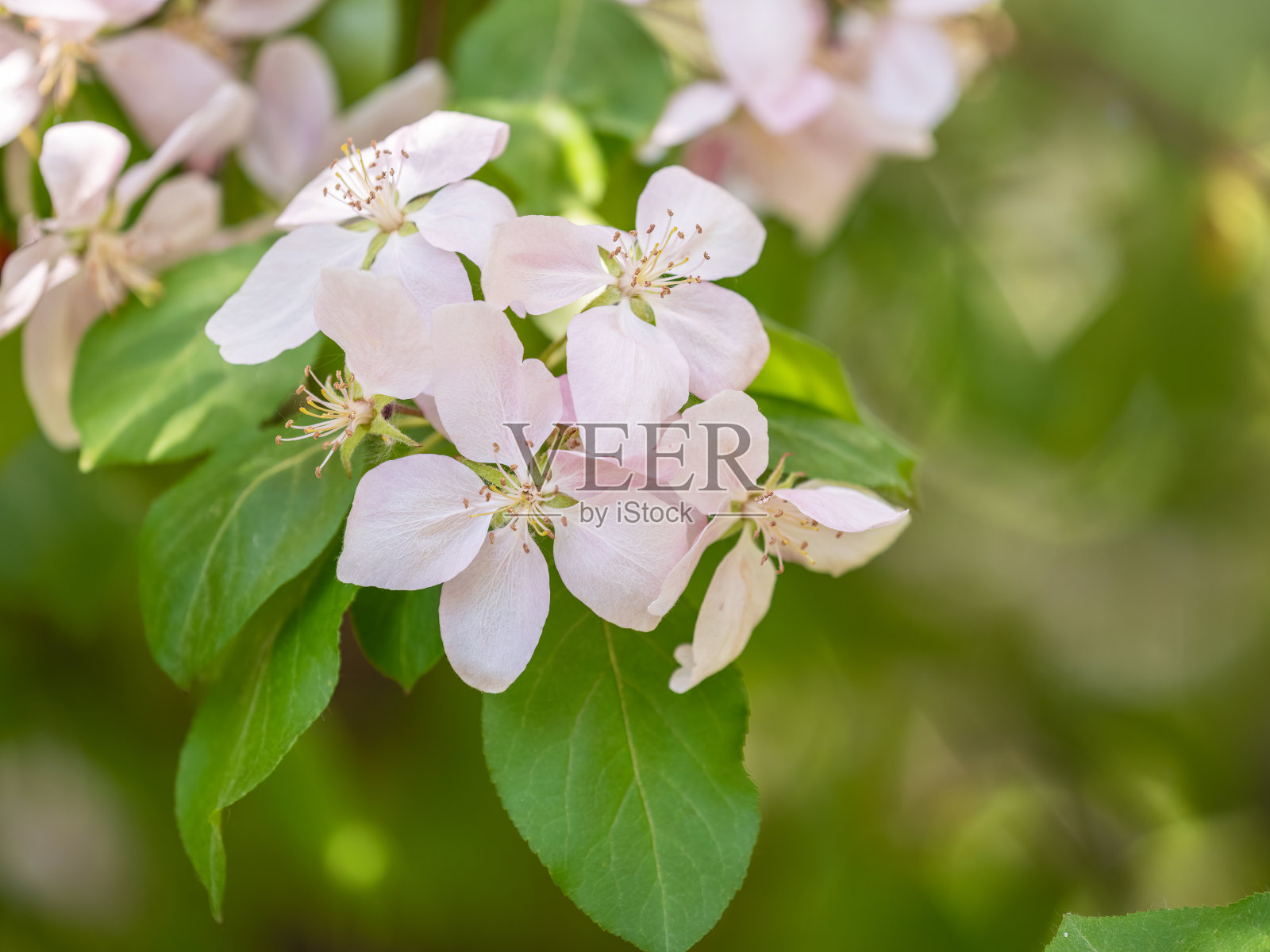 背景模糊的苹果树上盛开的粉红色鲜花照片摄影图片