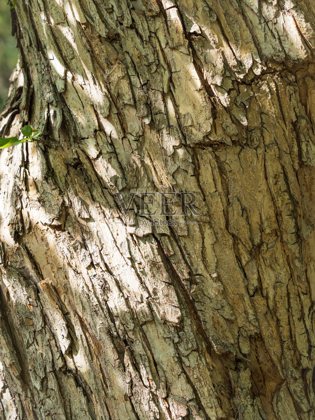 老苹果树树皮的质地照片摄影图片