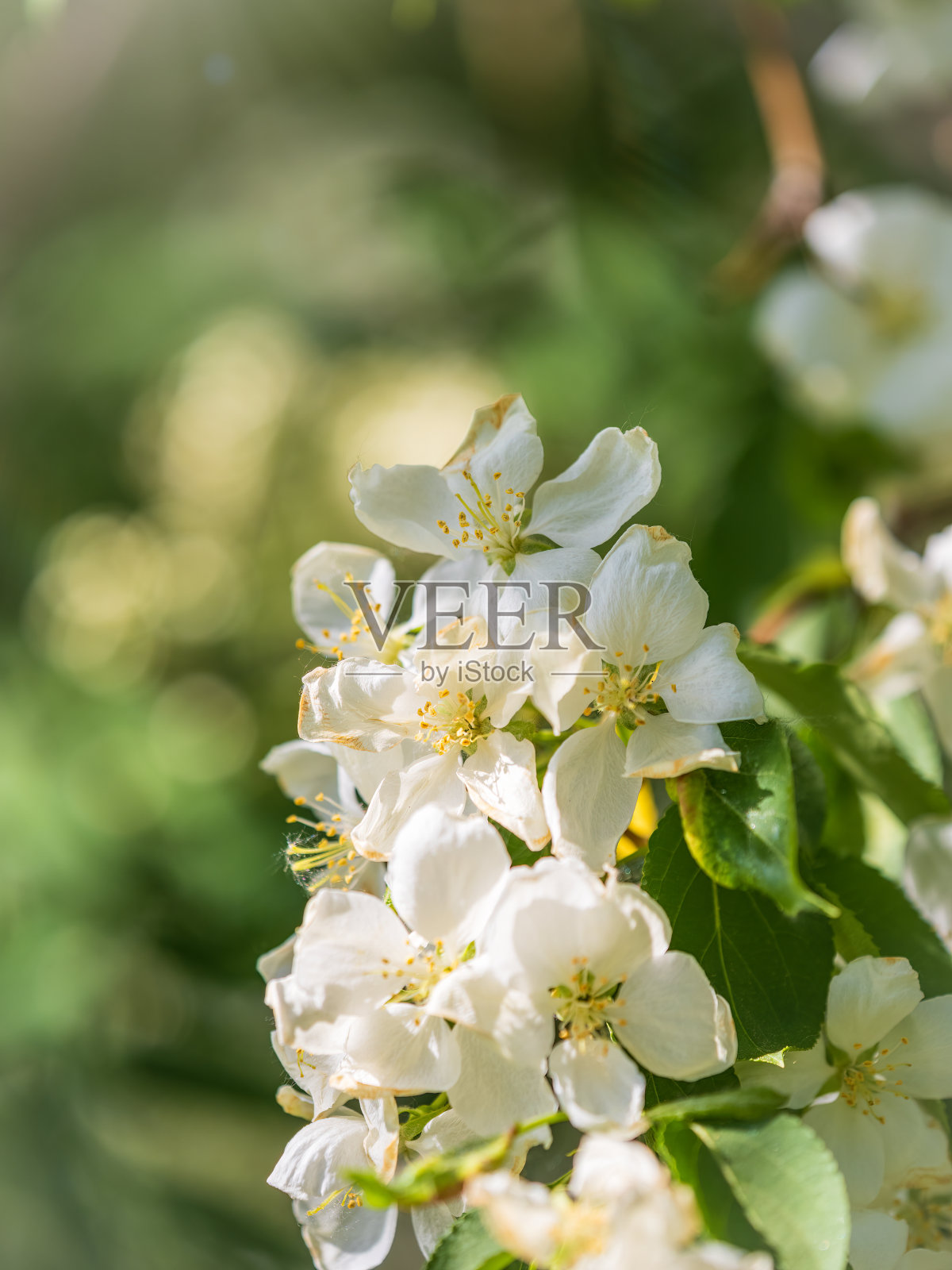 白色开花的苹果树。白苹果树花照片摄影图片