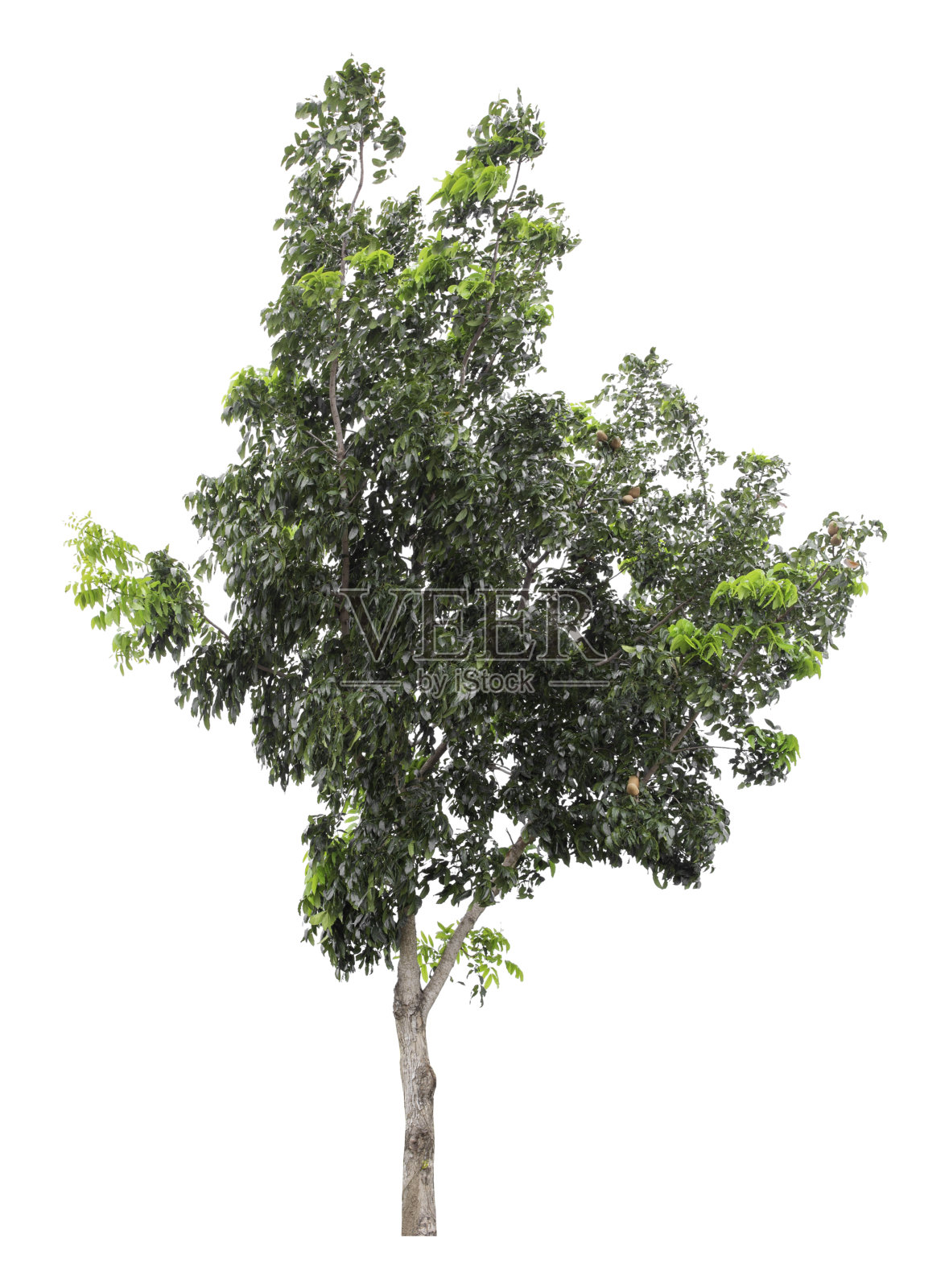 裁剪路径的一棵大绿树孤立在一个白色的背景。照片摄影图片