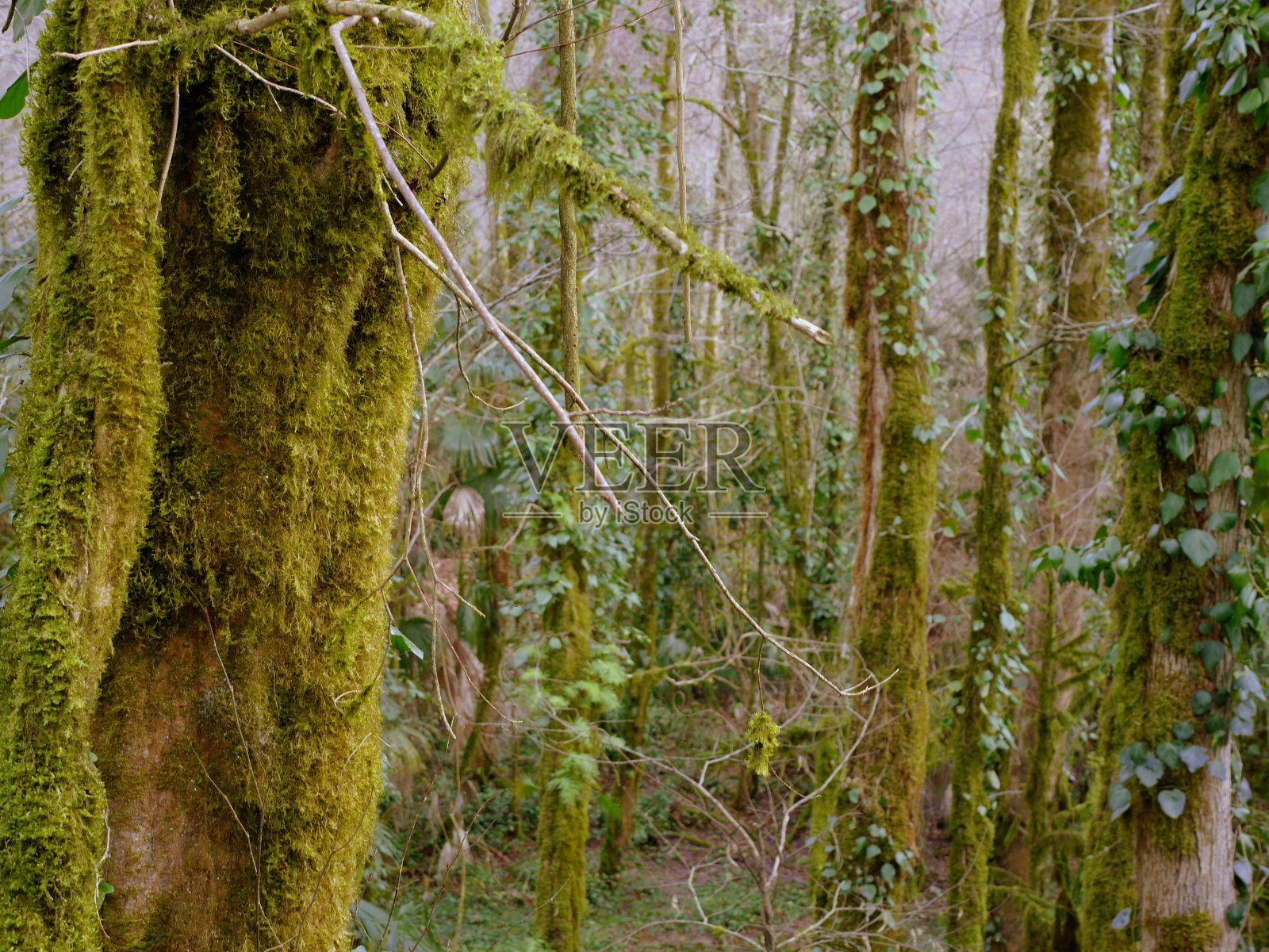 森林里的青苔照片摄影图片