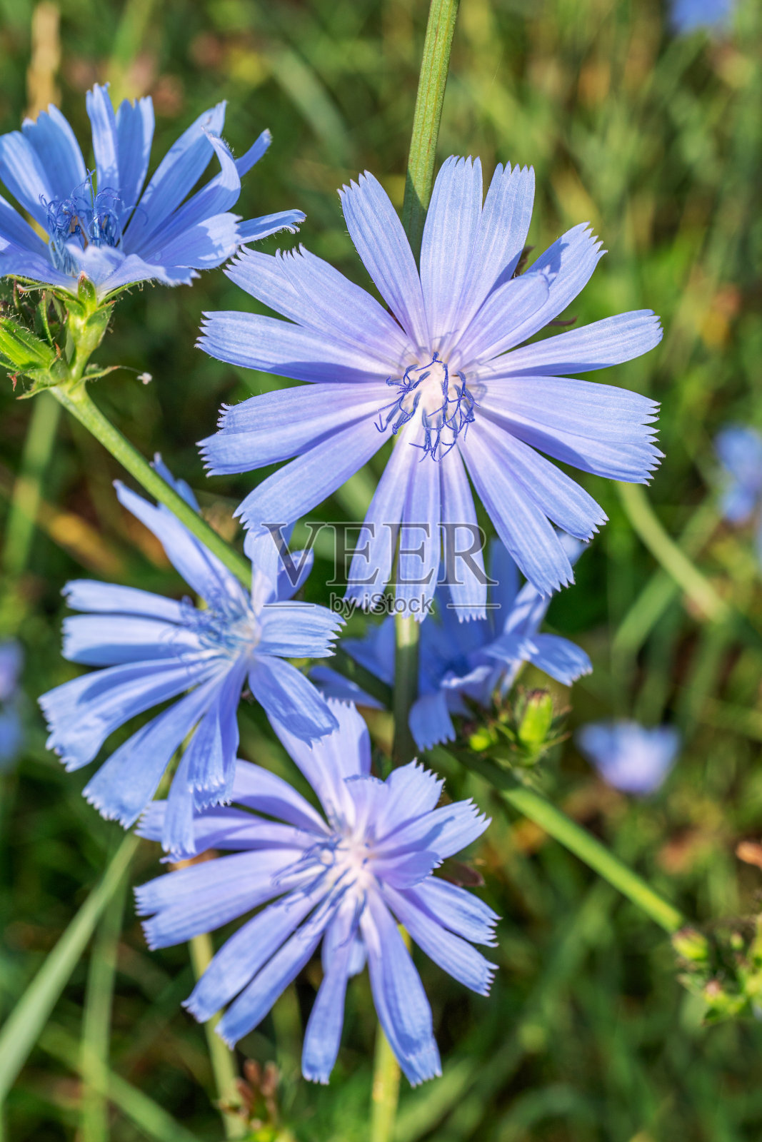 开花菊苣属植物。美丽的蓝色花朵闭合起来。自然背景。照片摄影图片