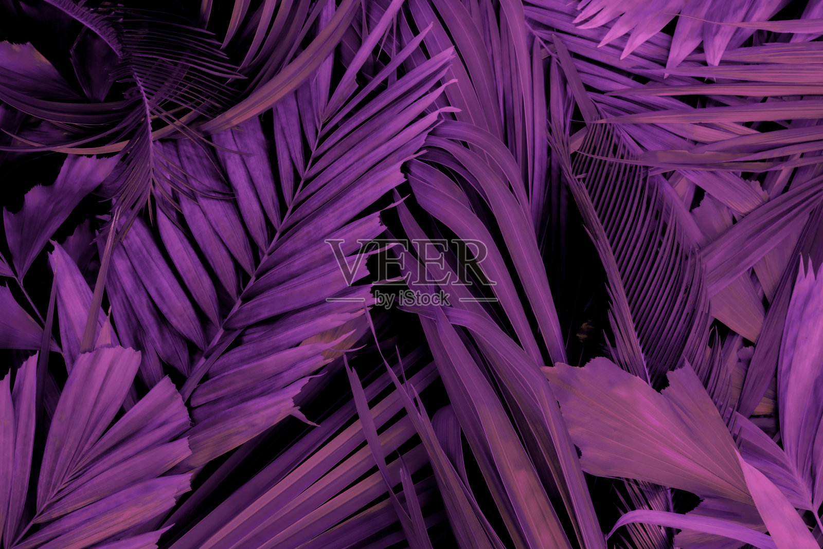 红叶背景热带自然背景概念照片摄影图片