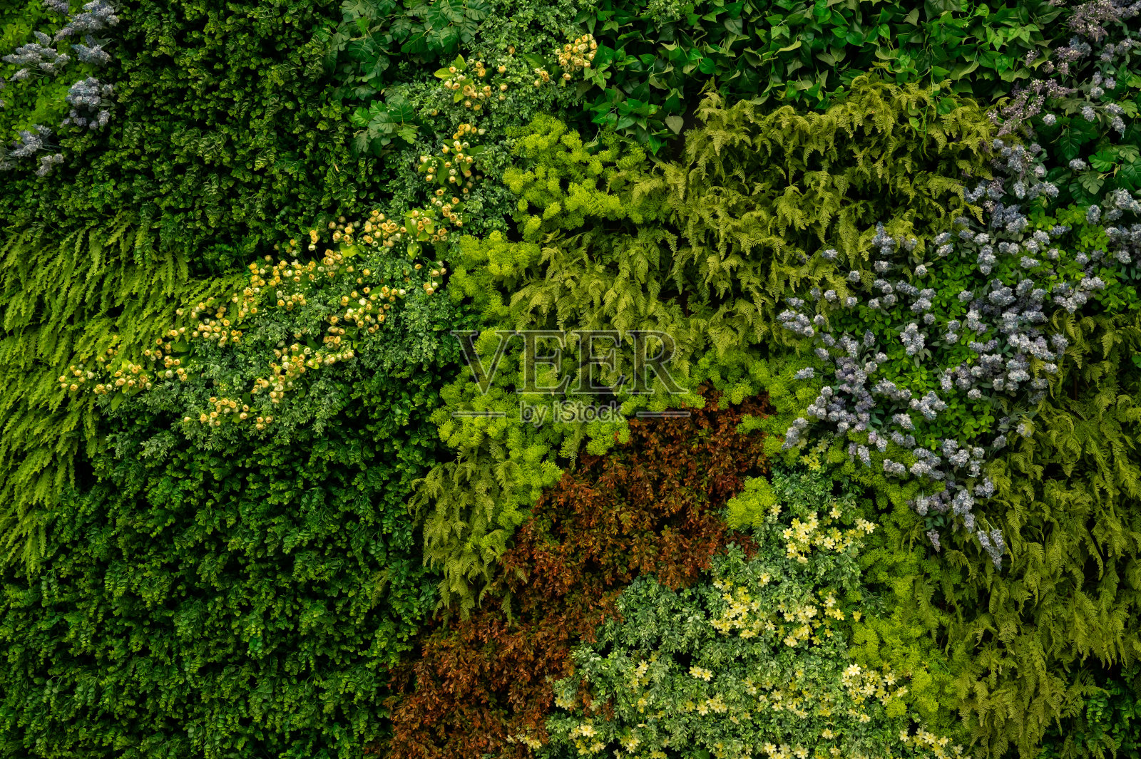 亚洲热带叶片，抽象绿叶纹理，自然背景照片摄影图片