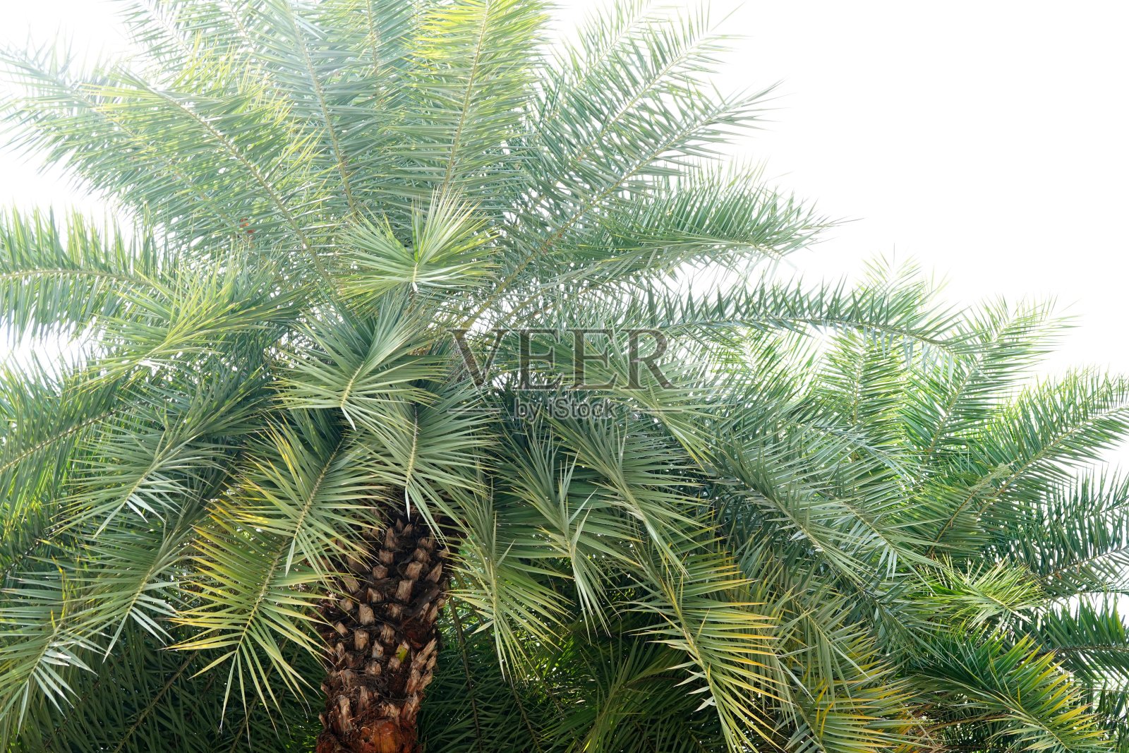 Plam树叶照片摄影图片