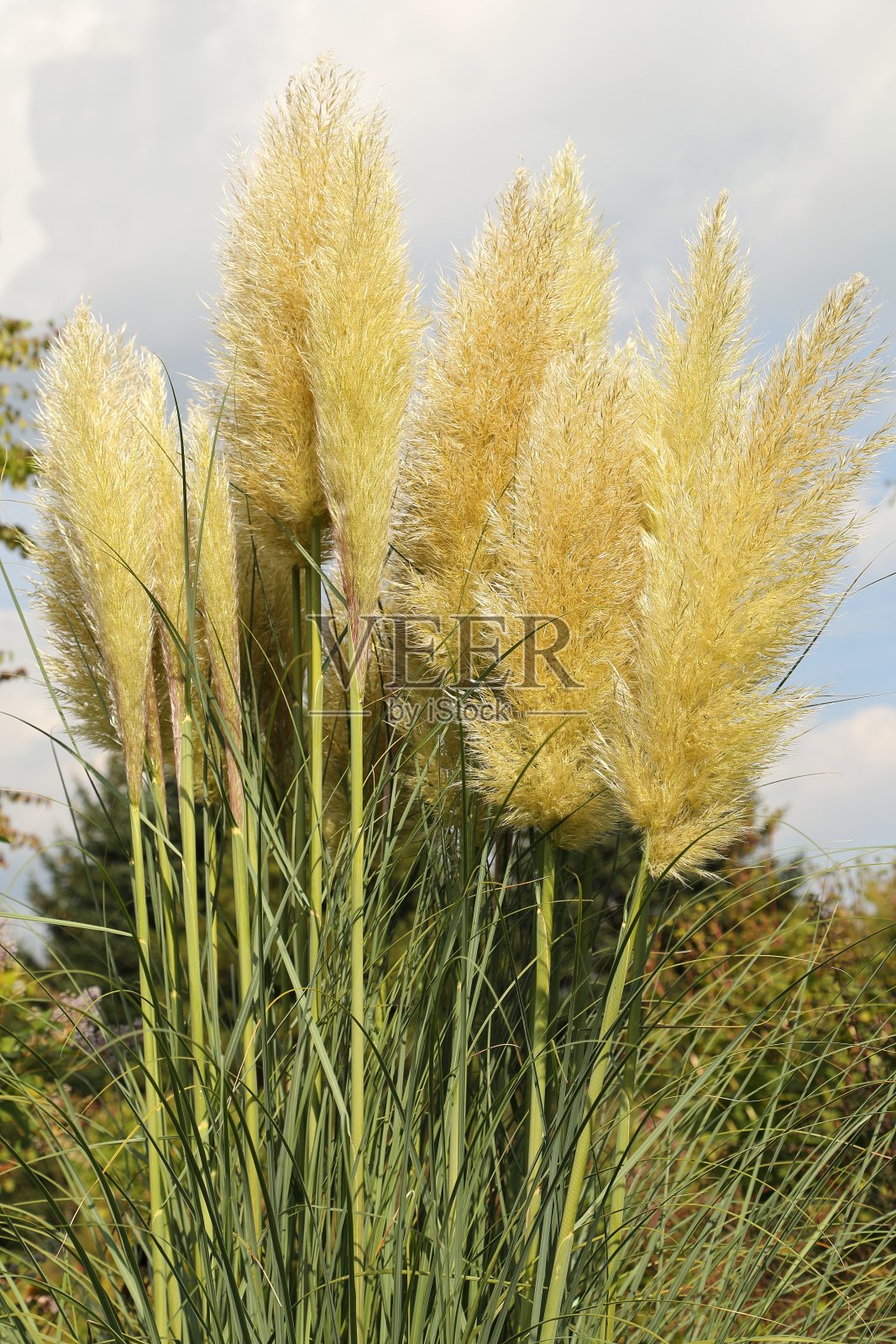 潘帕斯格拉，selloana Cortaderia照片摄影图片