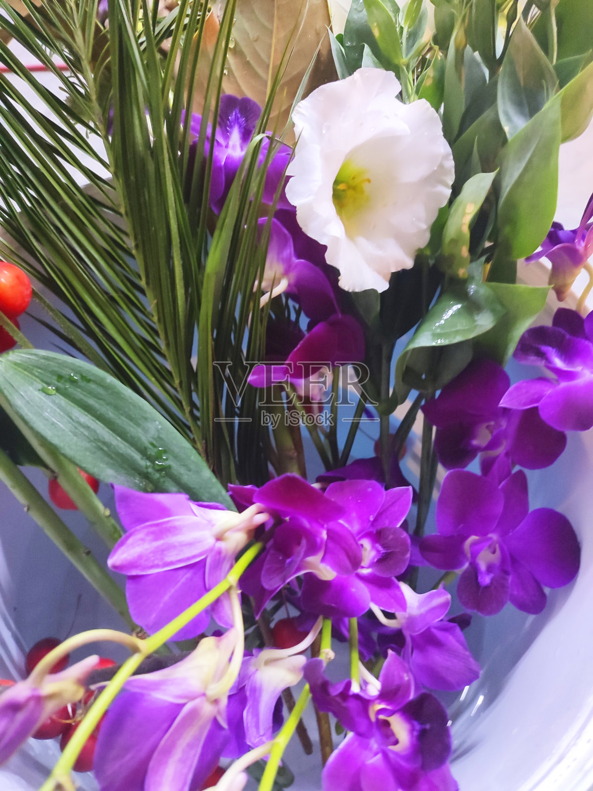 热带花卉和植物，关闭照片摄影图片