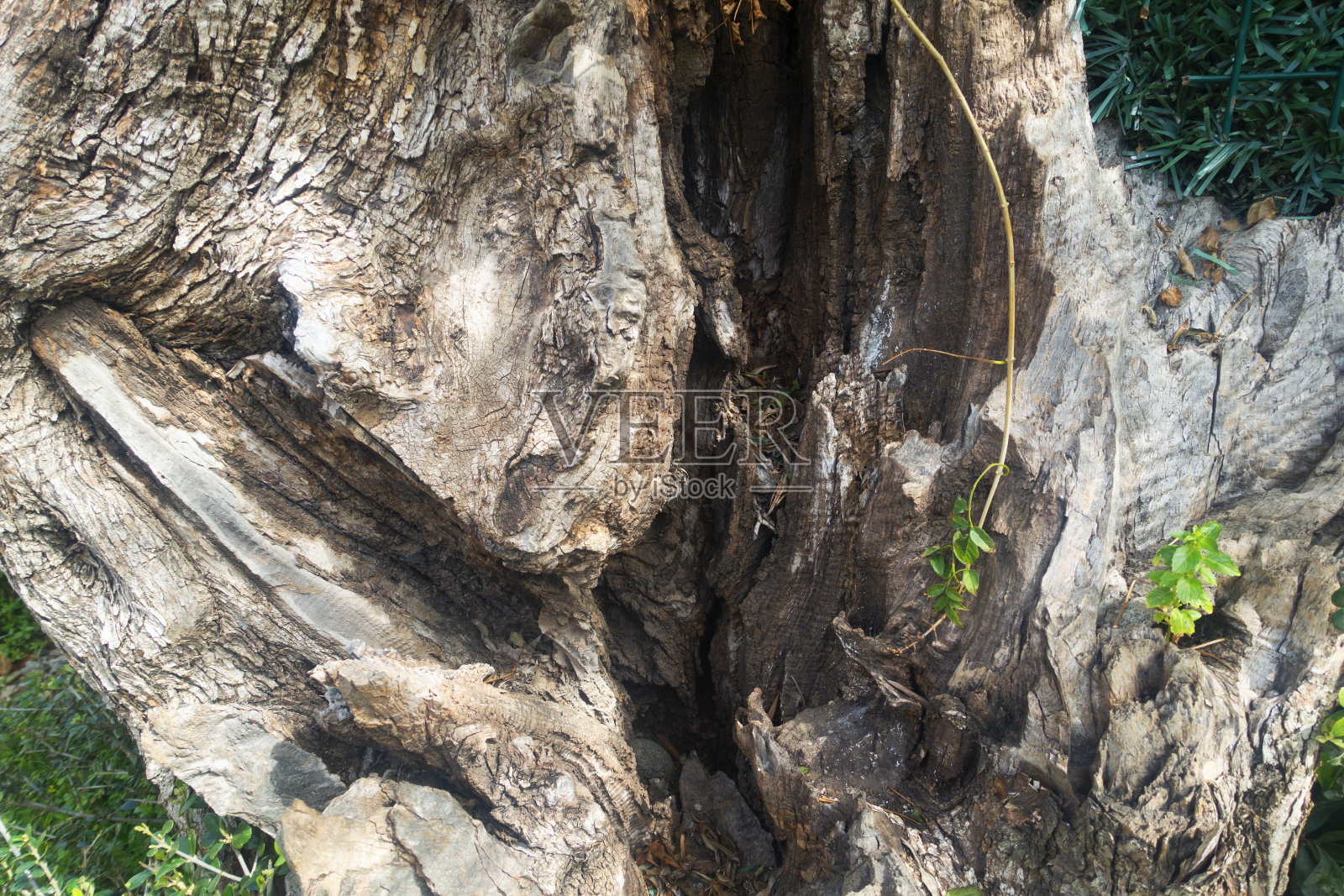 树皮，靠近点照片摄影图片