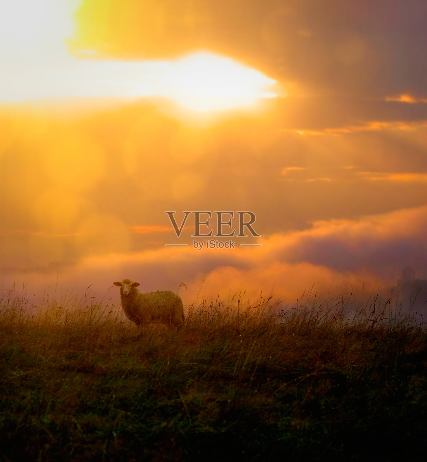 羊照片摄影图片