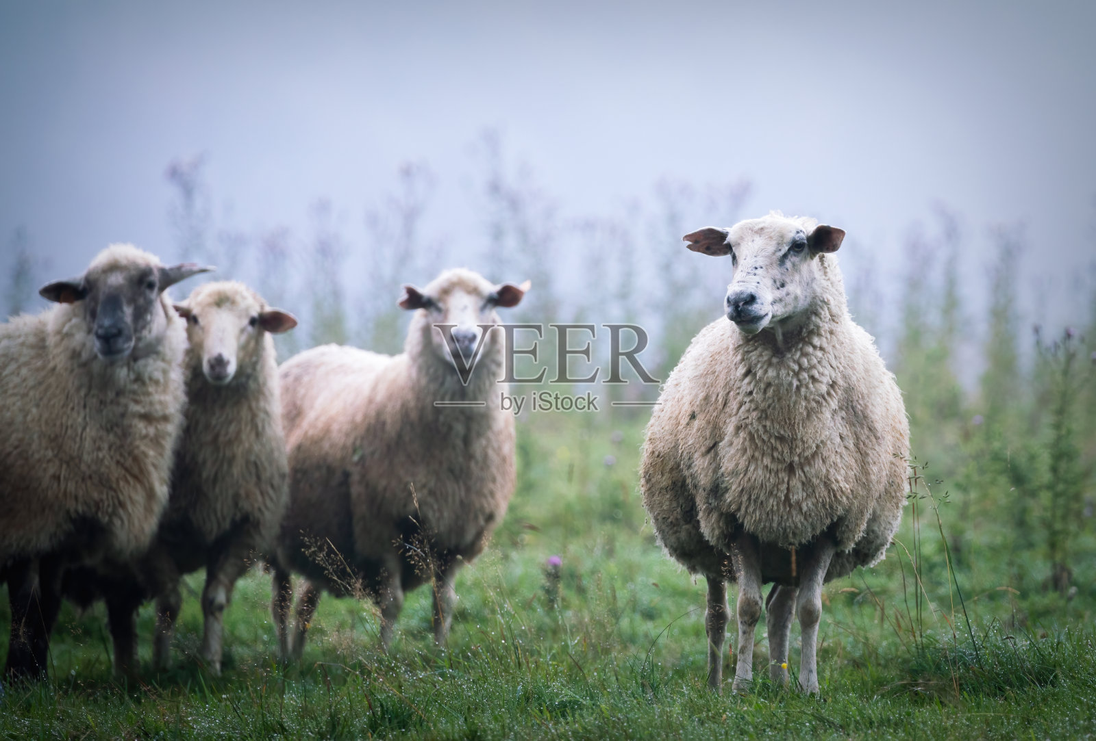 羊照片摄影图片