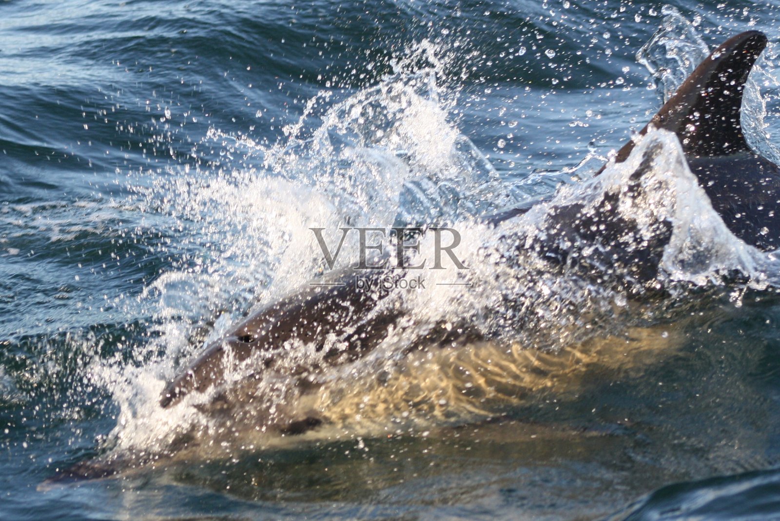 高速游泳的海豚照片摄影图片