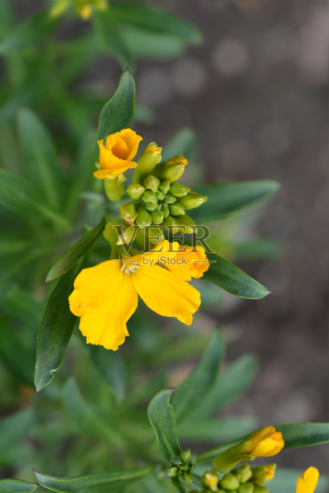 壁花大拇指汤姆照片摄影图片