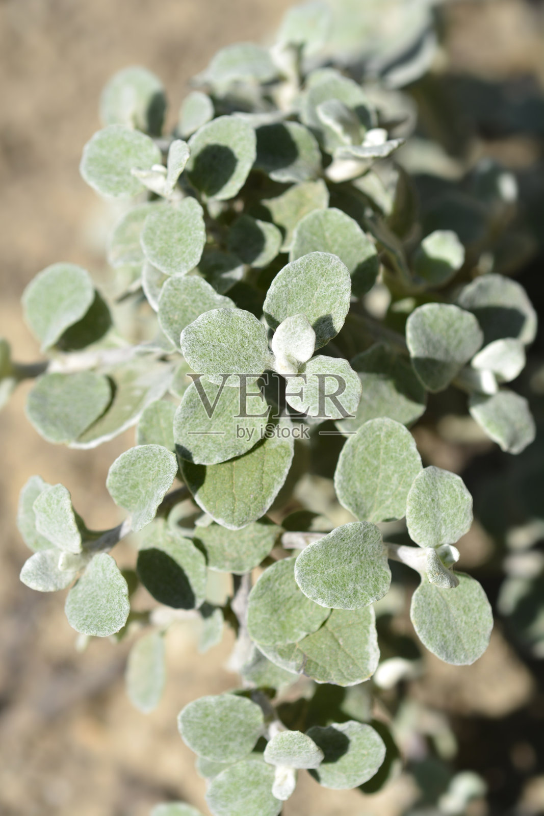 甘草植物照片摄影图片