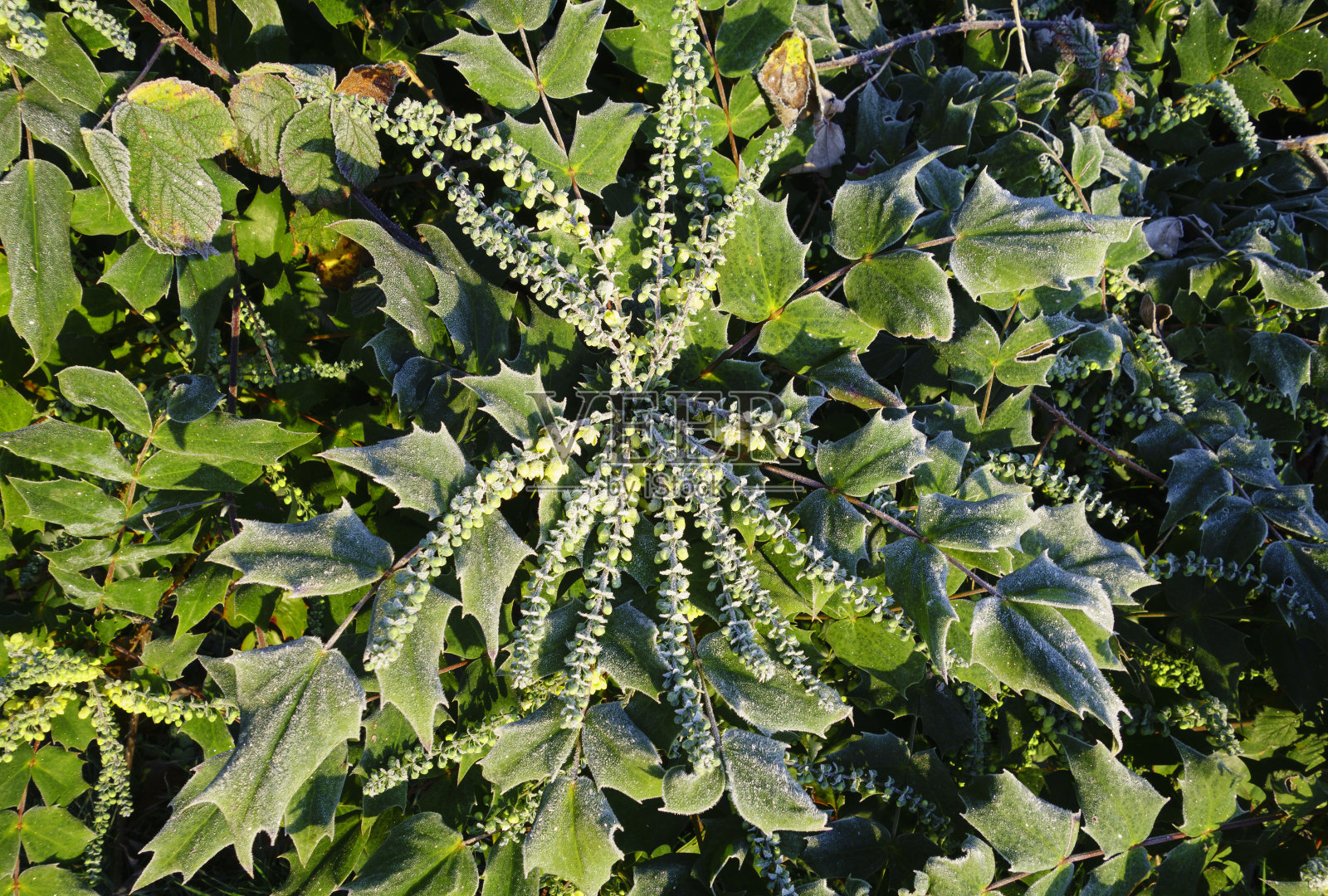 冷淡的灌木照片摄影图片