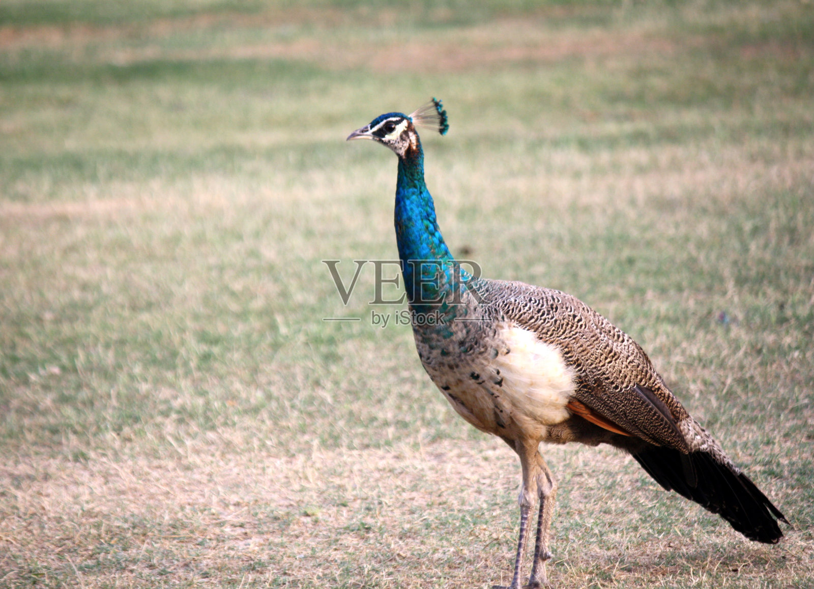 公园里的孔雀(雄孔雀)照片摄影图片