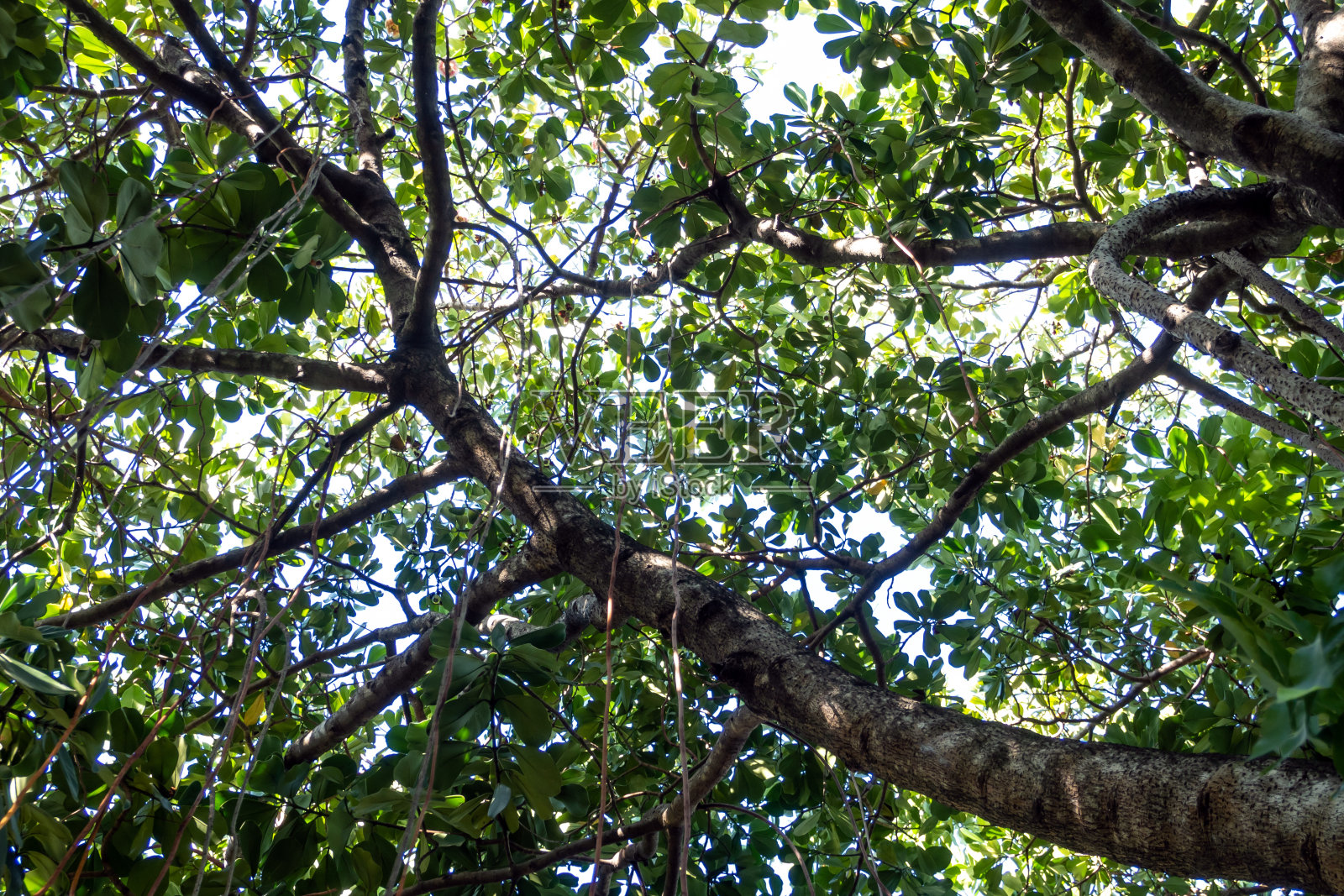 山楸树的气根照片摄影图片