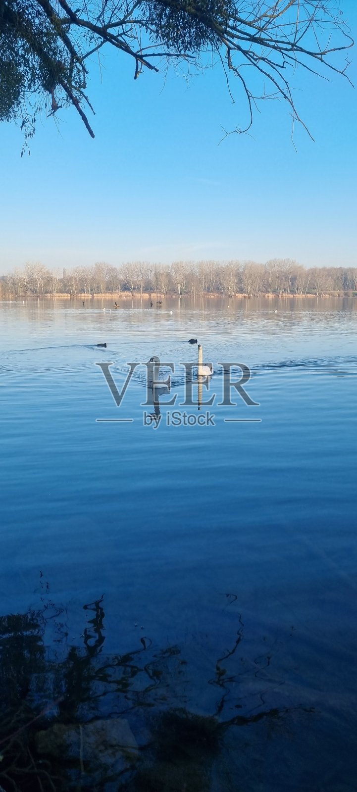 天鹅座照片摄影图片