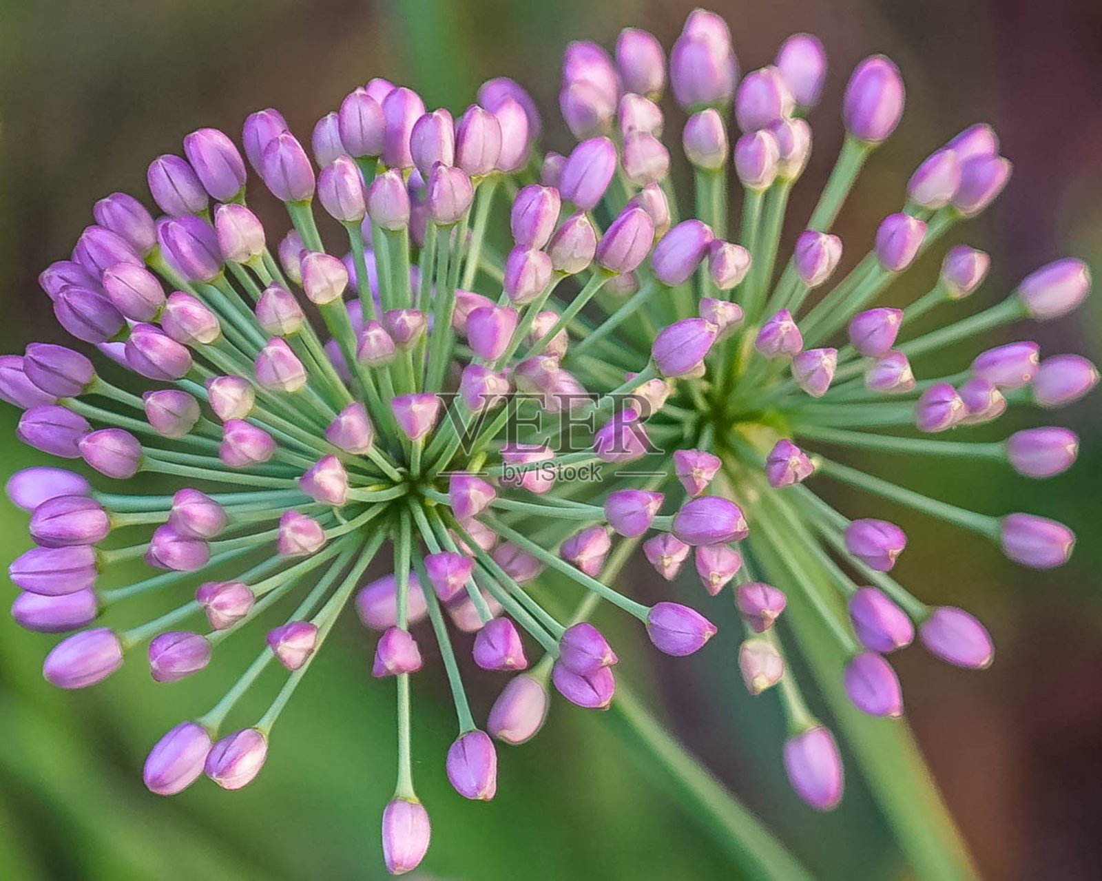 两朵粉红色的明矾花照片摄影图片