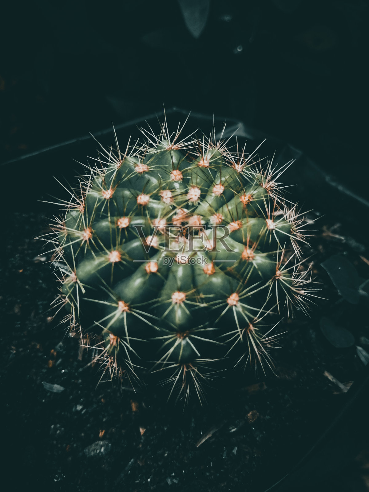 仙人掌照片摄影图片