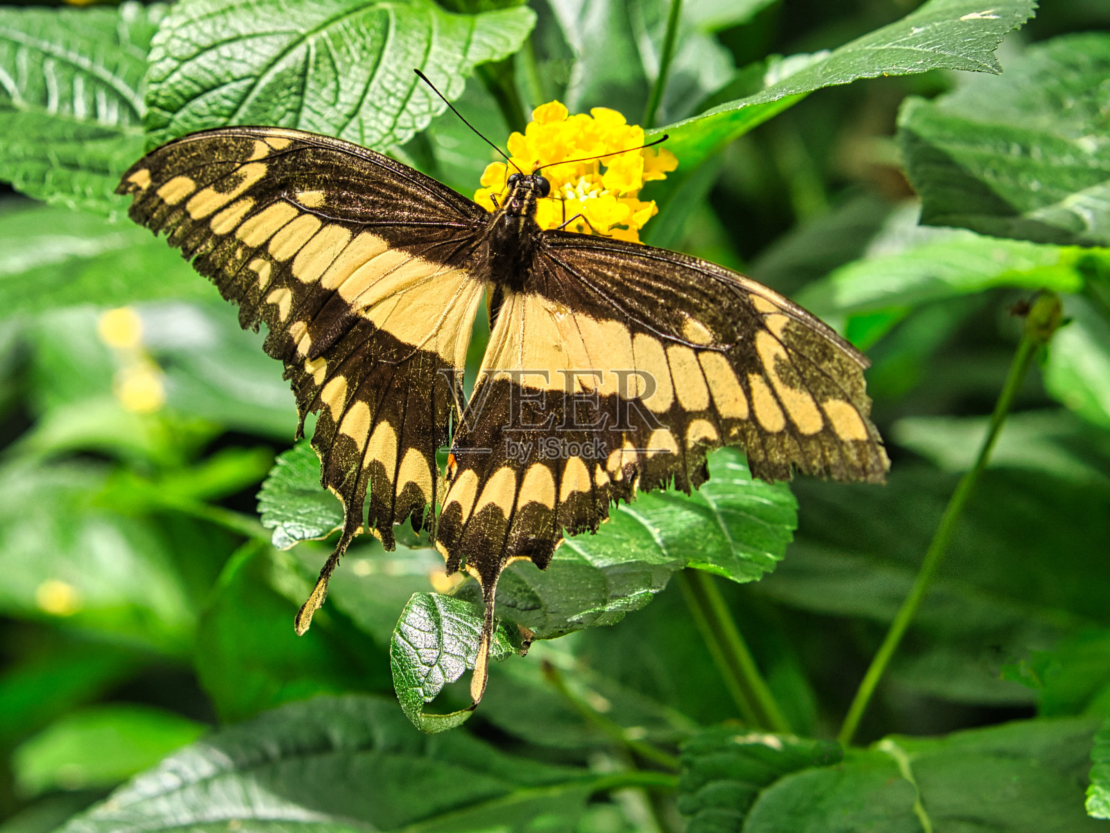 五颜六色的蝴蝶在叶子上，花上。优雅而精致。翅膀的详细图案。照片摄影图片