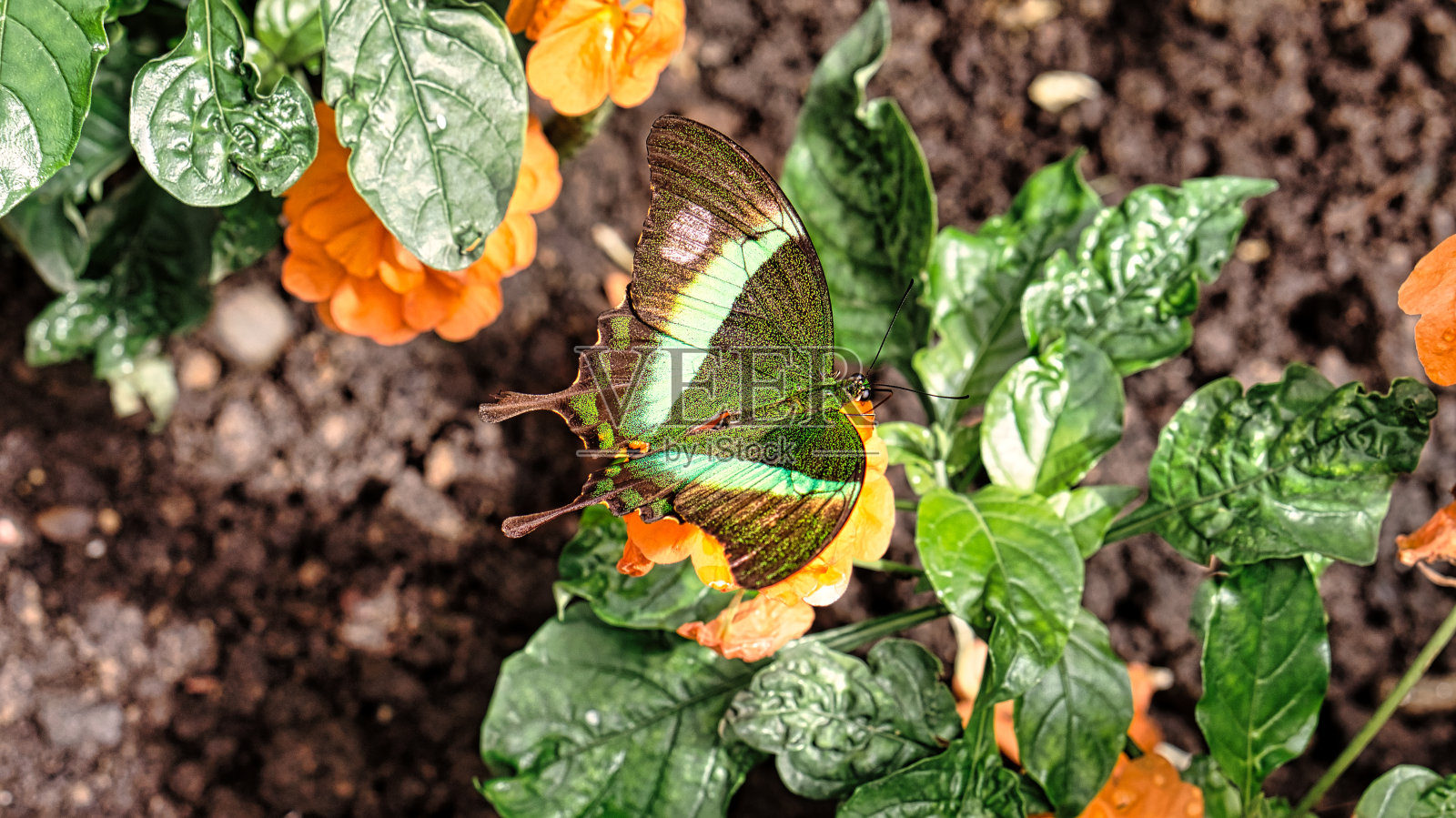 五颜六色的蝴蝶在叶子上，花上。优雅而精致。翅膀的详细图案。照片摄影图片